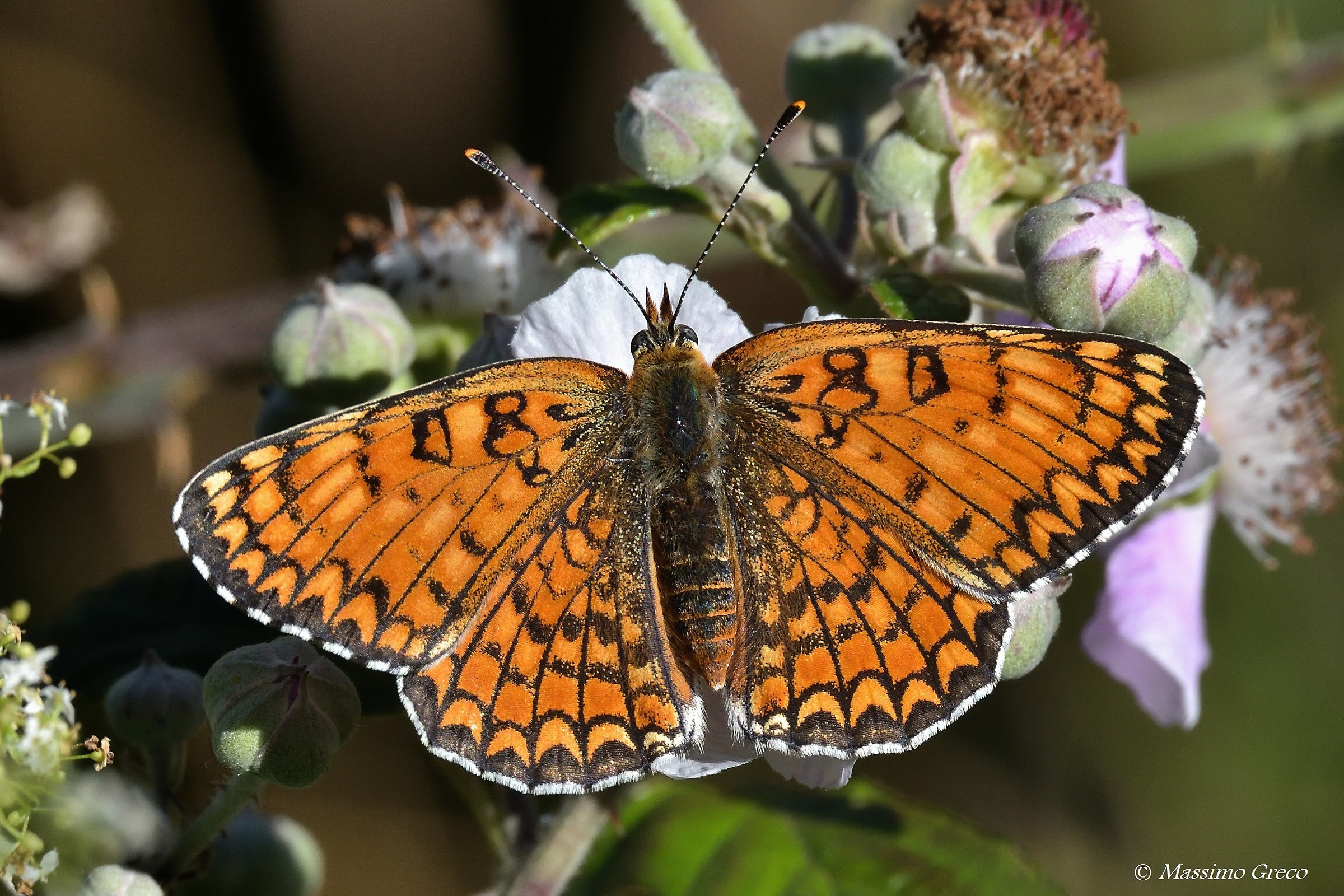 Melitaea phoebe