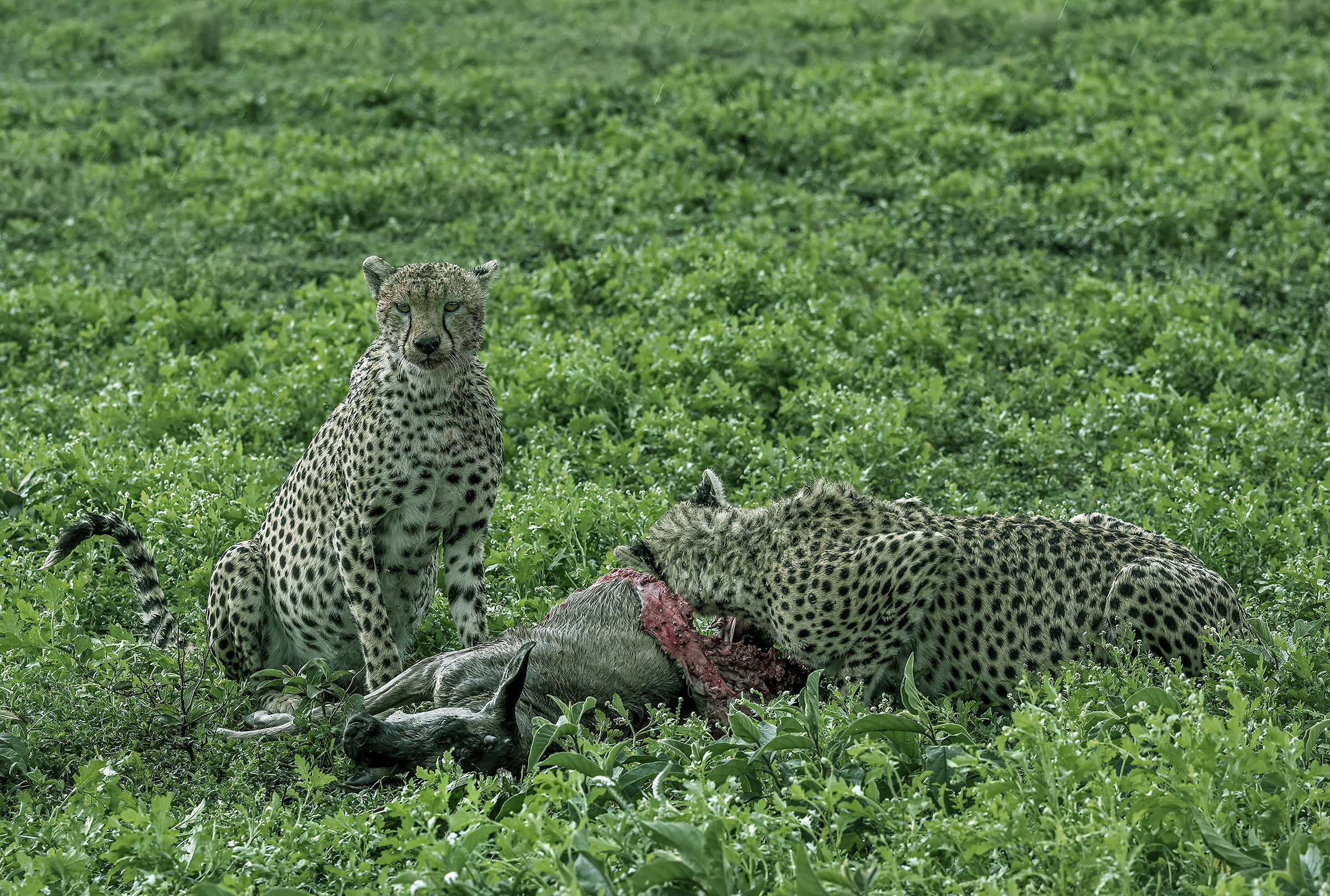 Tanzania 2017 - Sotto la pioggia