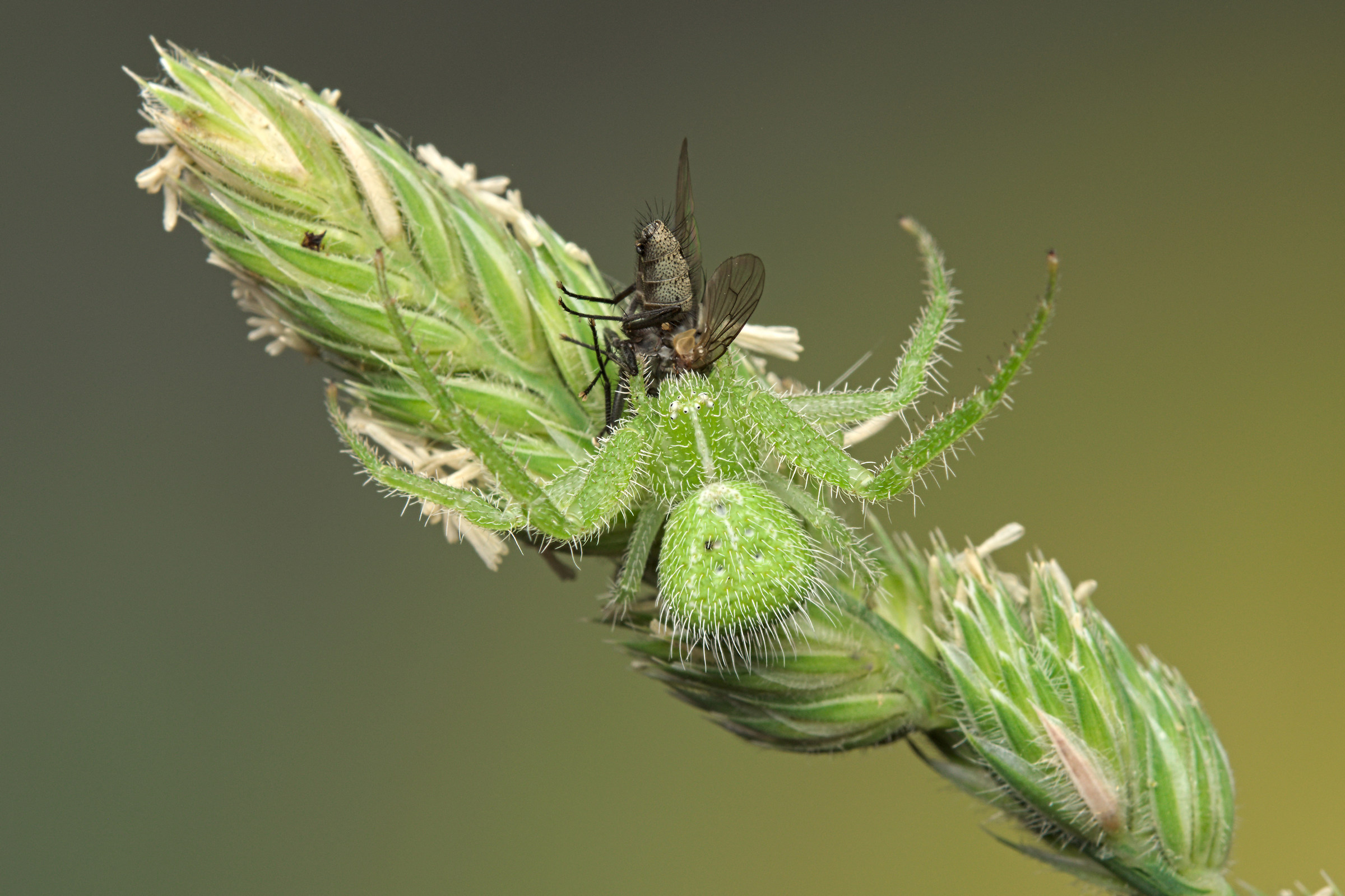 Thomisidae with prey