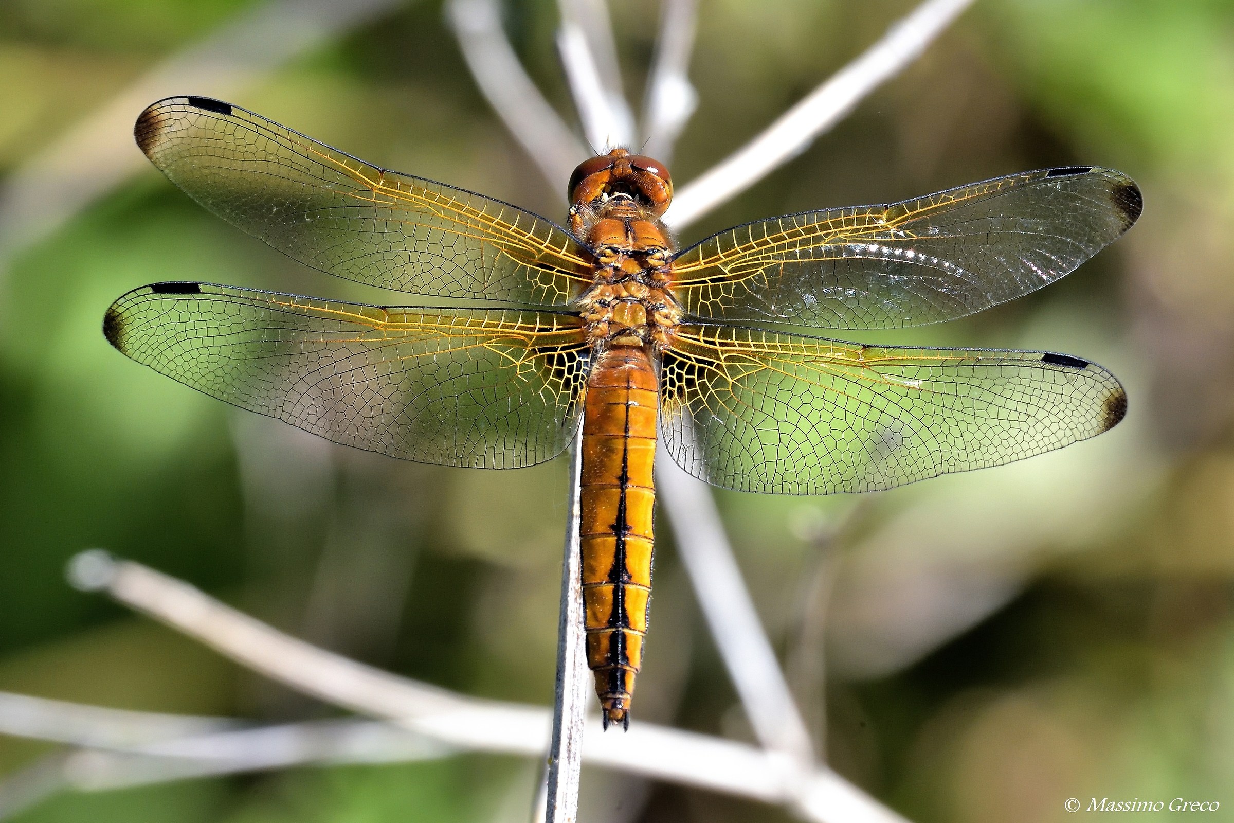 Libellula fulva - Femmina