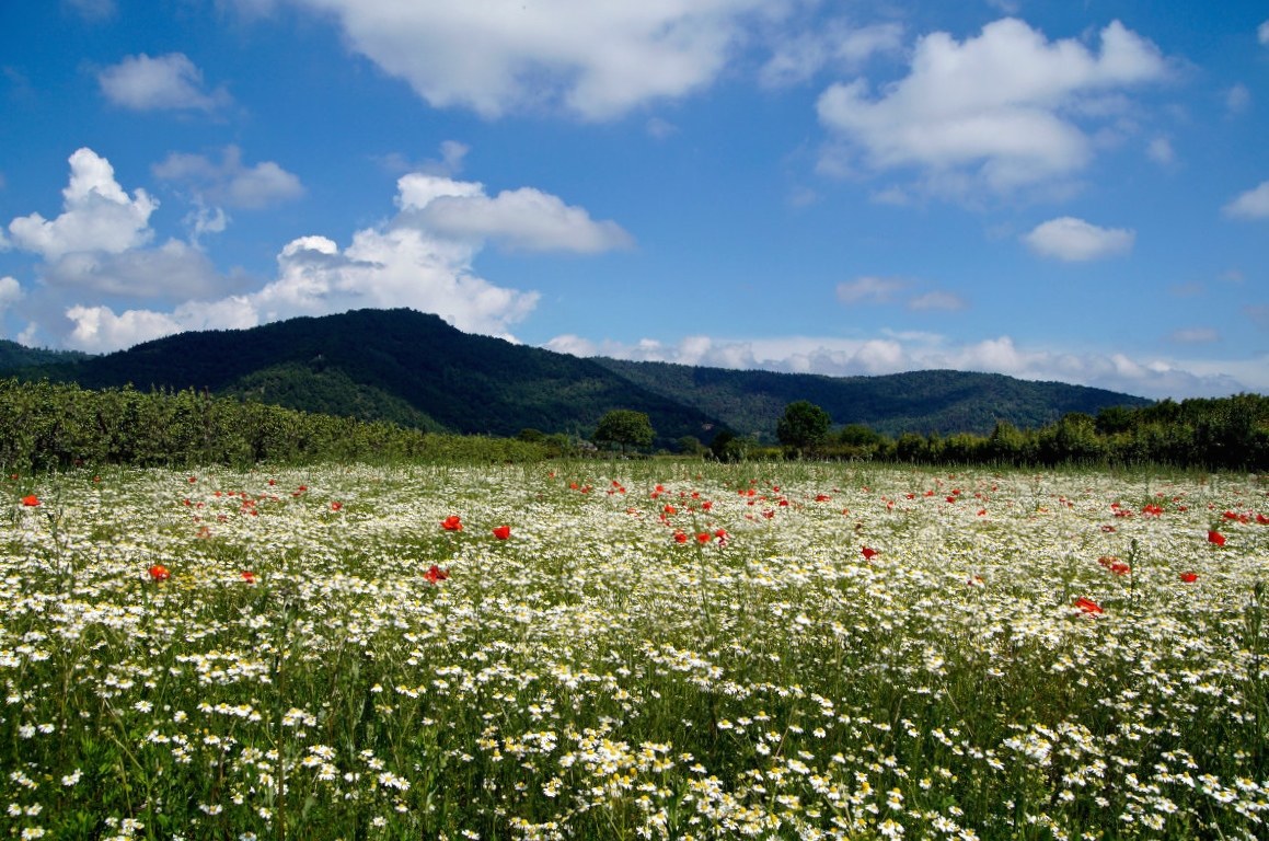 Chamomile and poppies