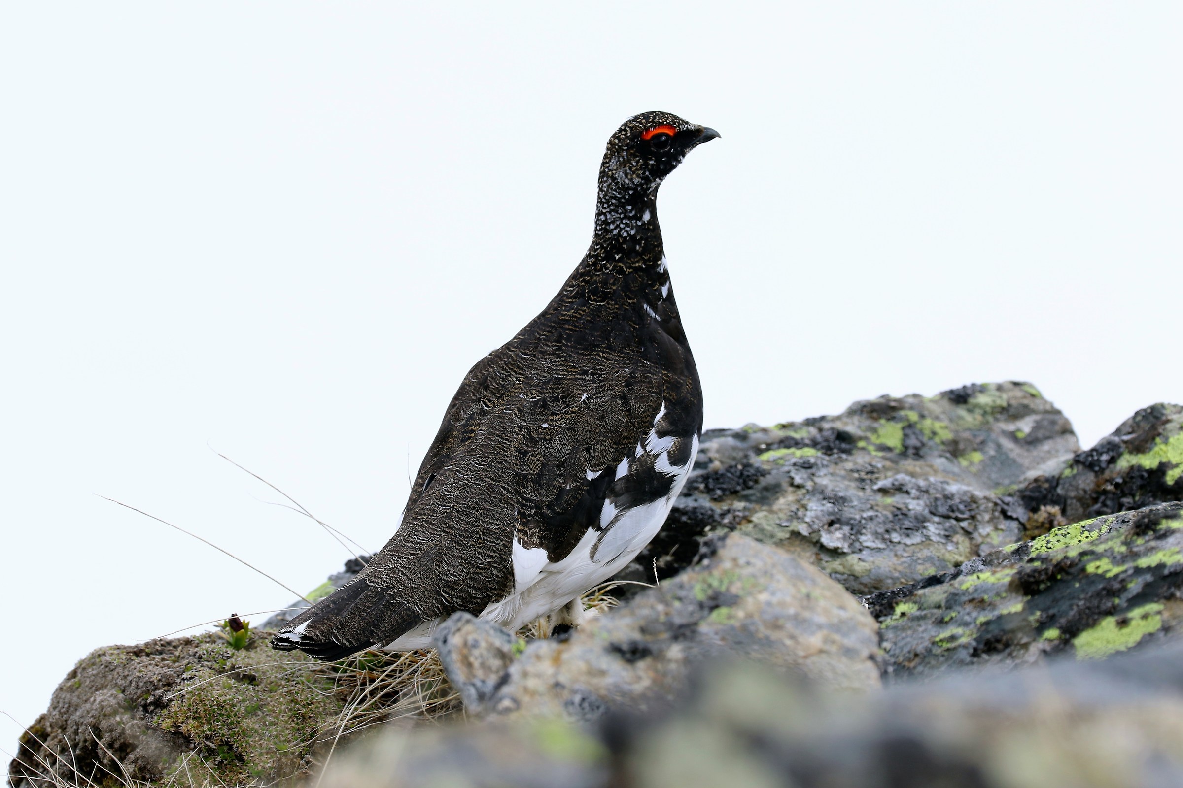 White paws - Lagopus mute