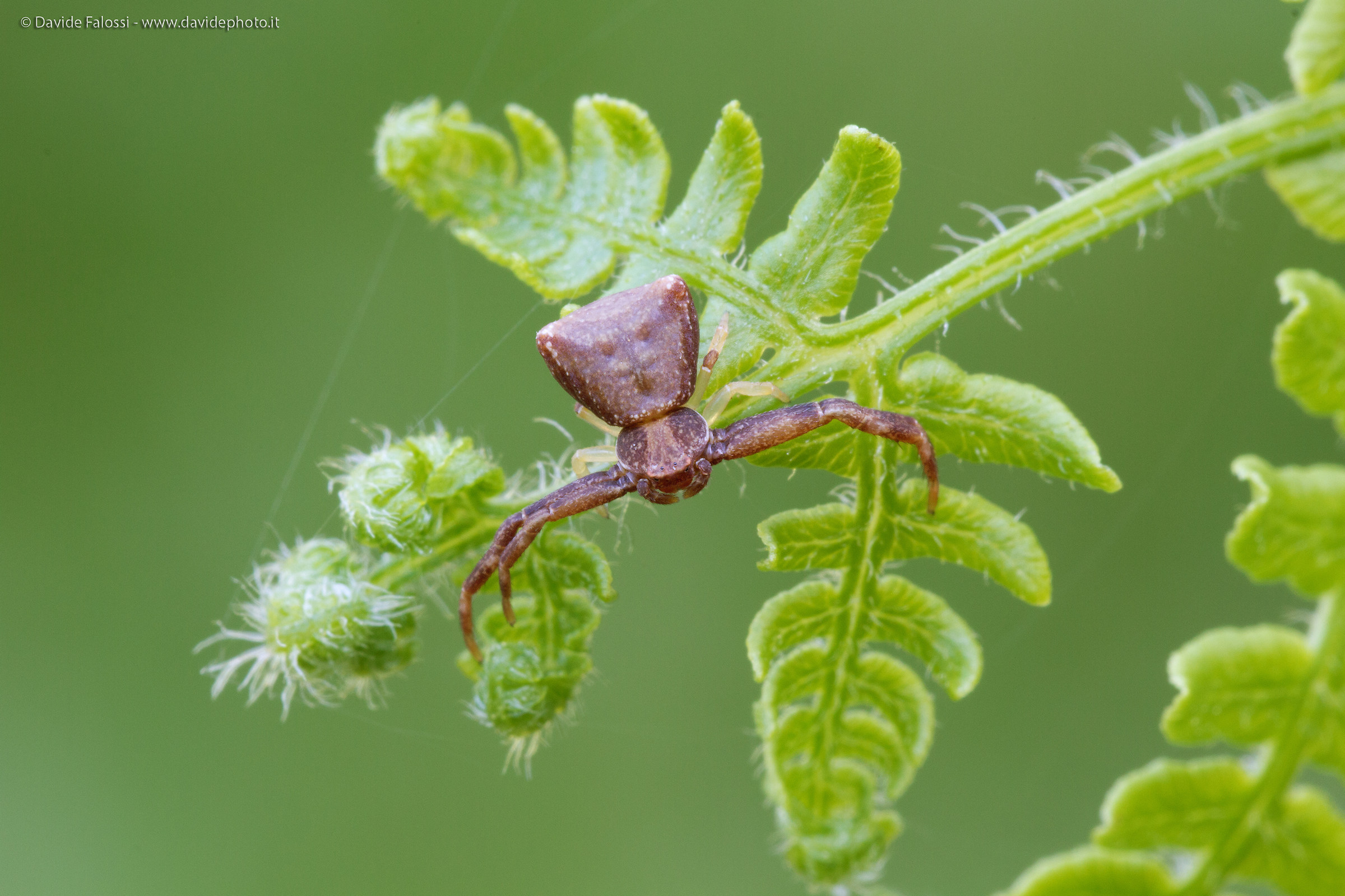 Tiny Thomsidae waiting for a prey