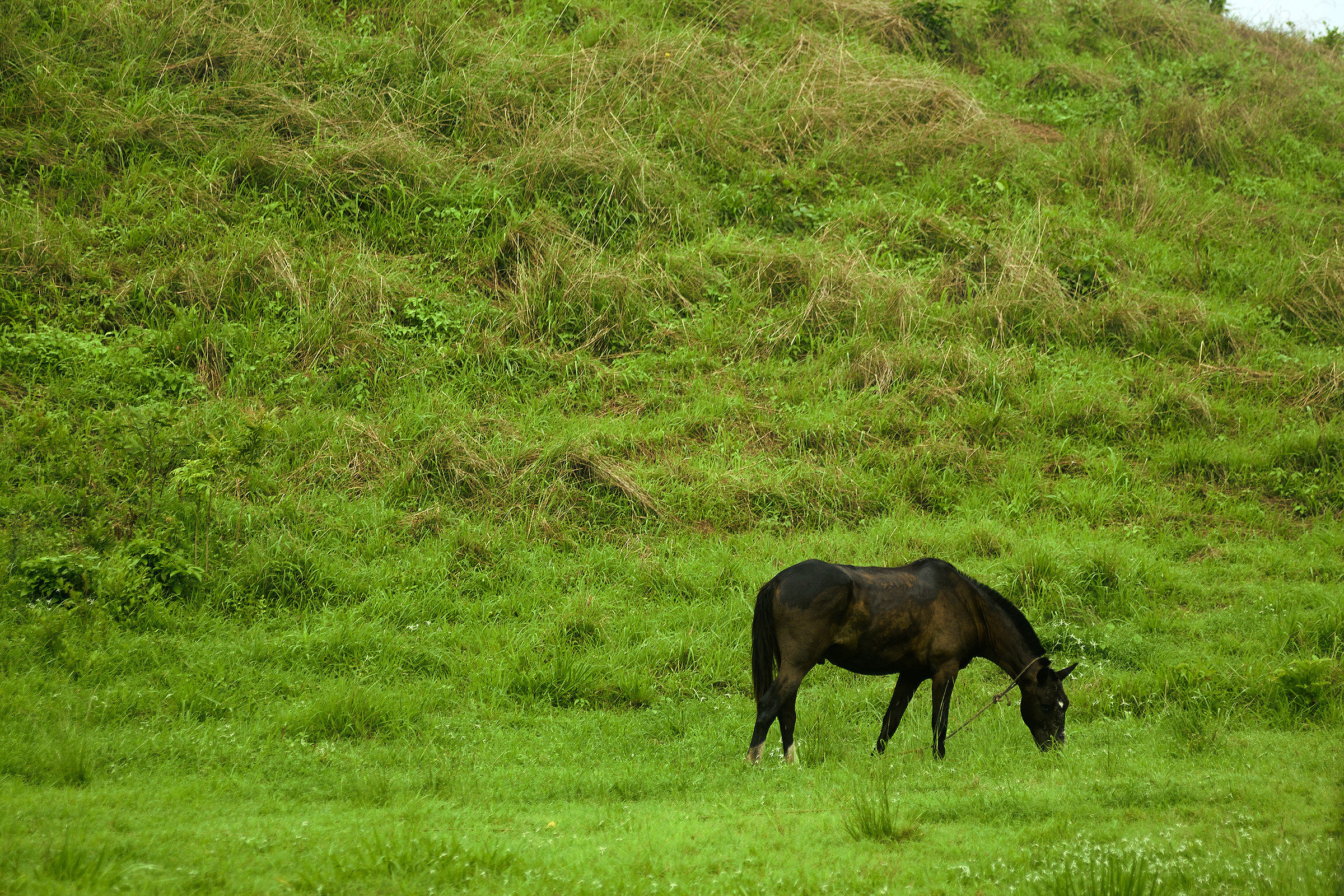 Horse in the green
