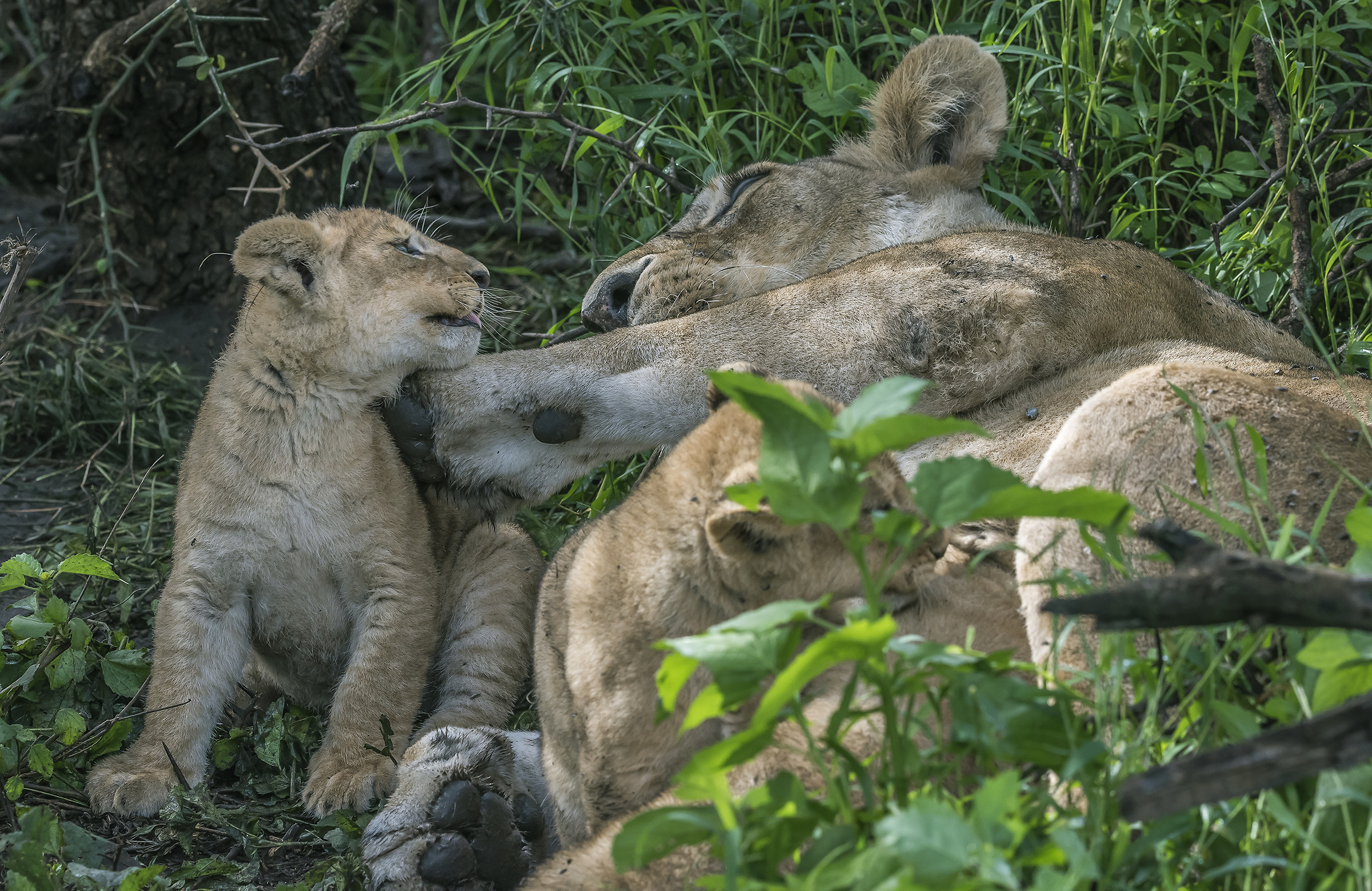 Tanzania 2017 - In un nido di affetti