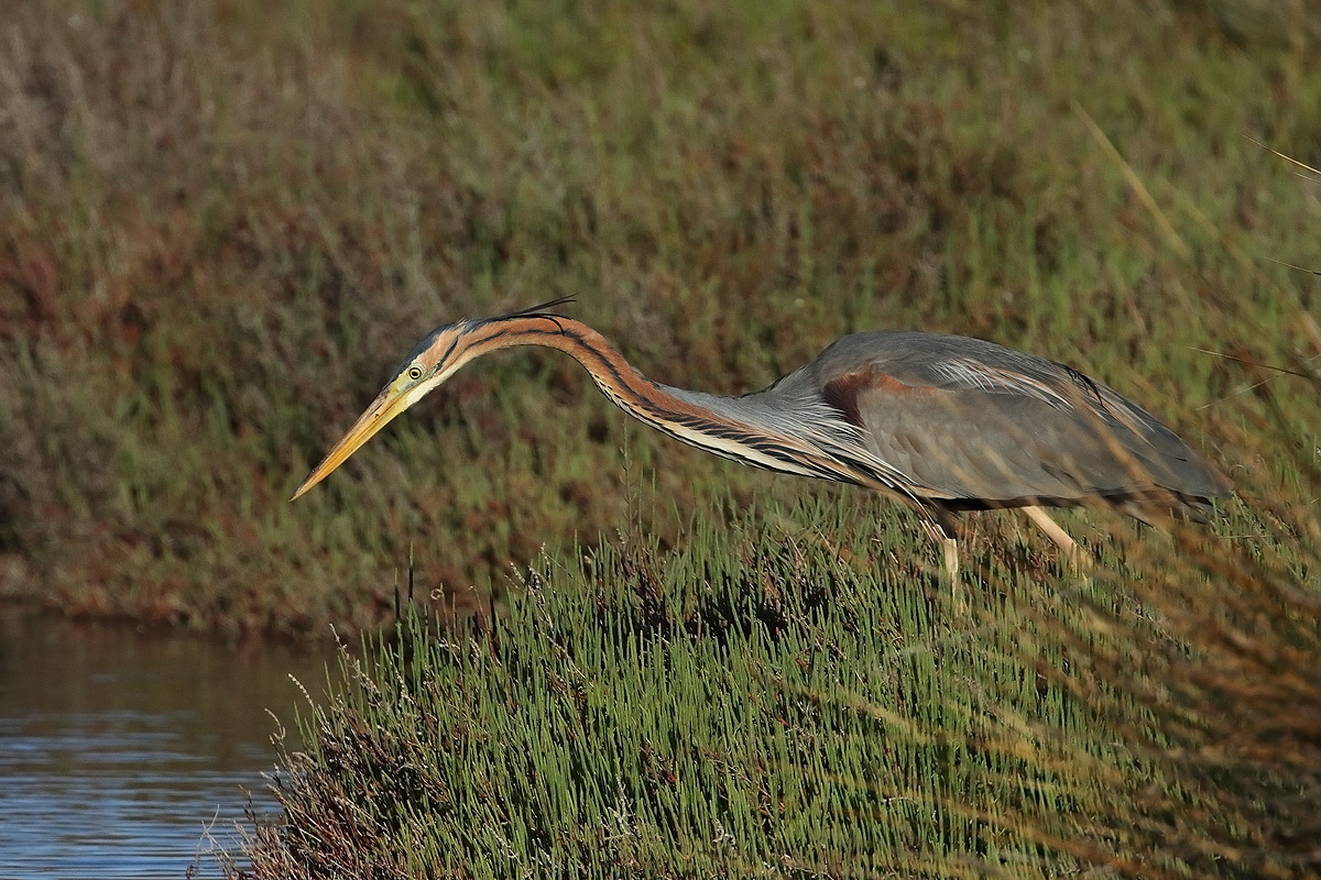 Red heron
