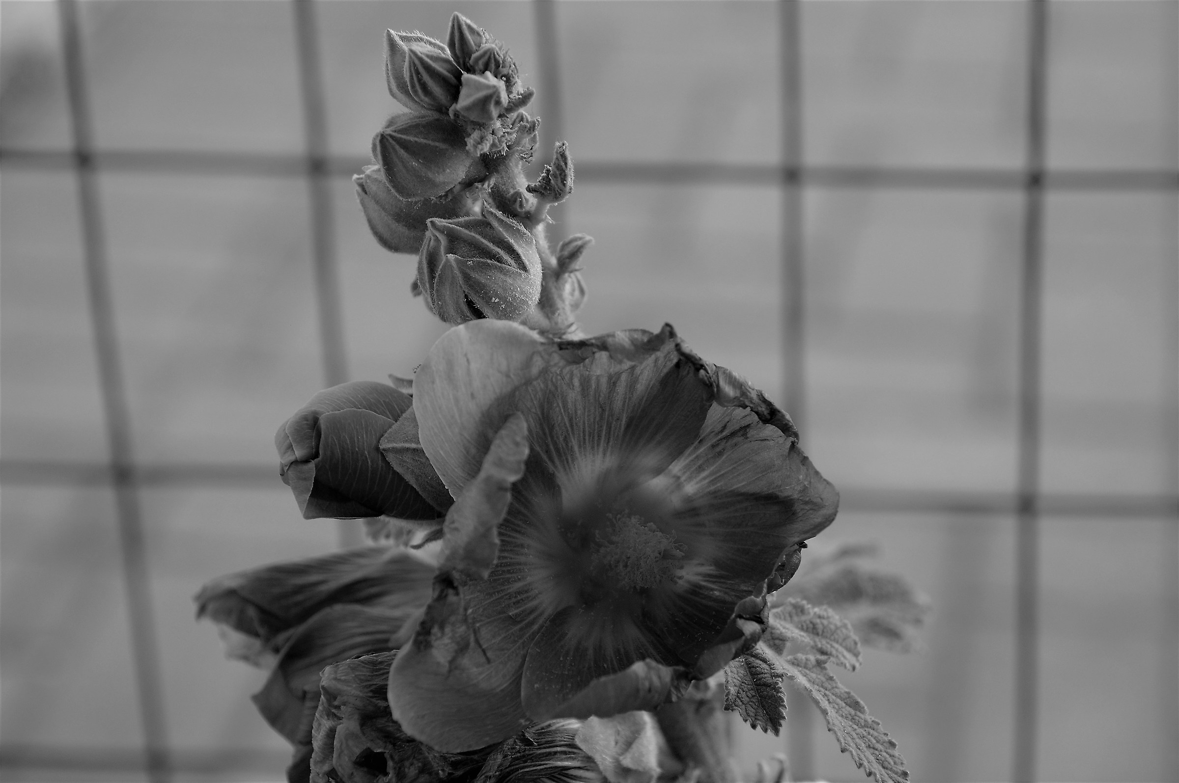 White / black field flower