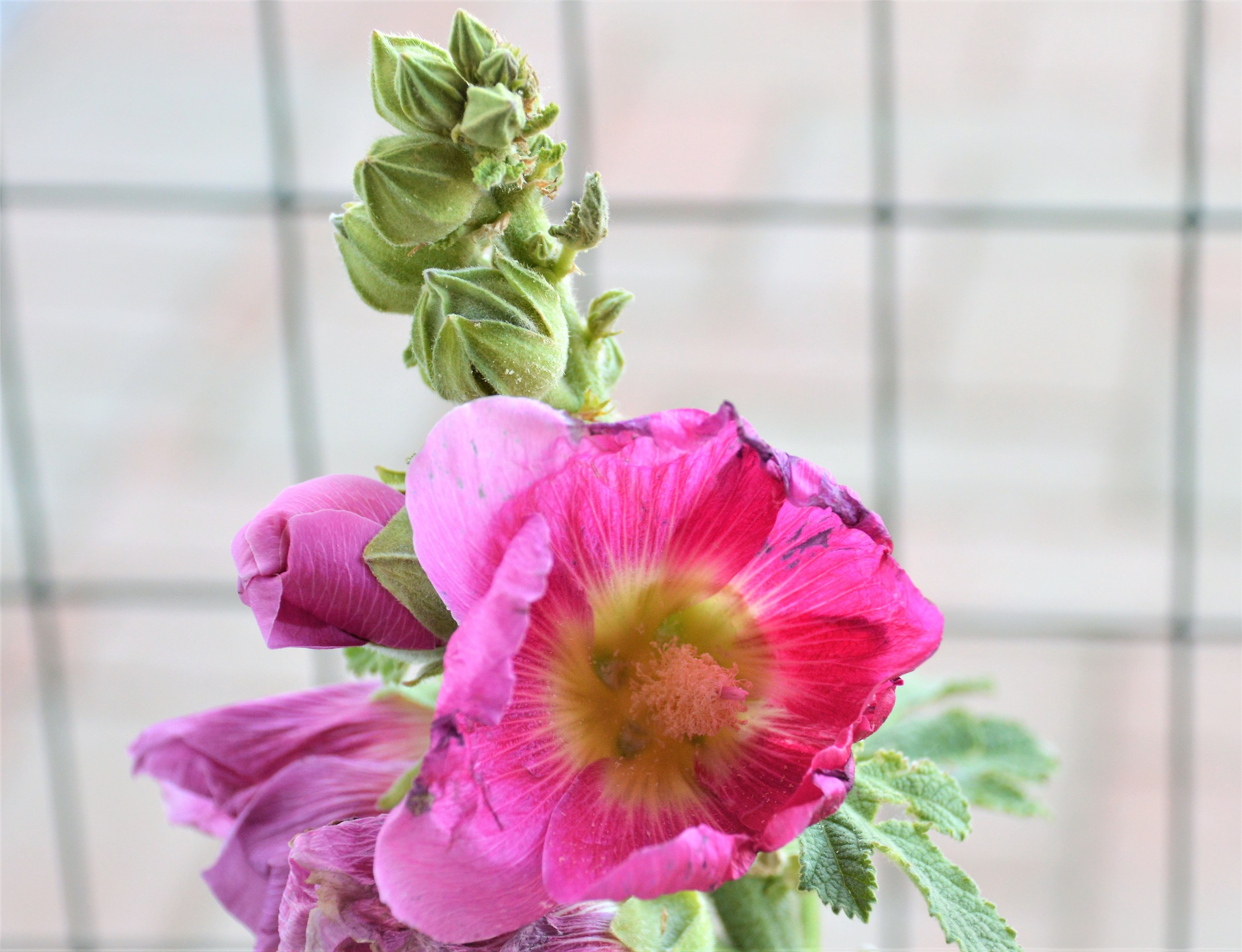 Field flower with chlorides