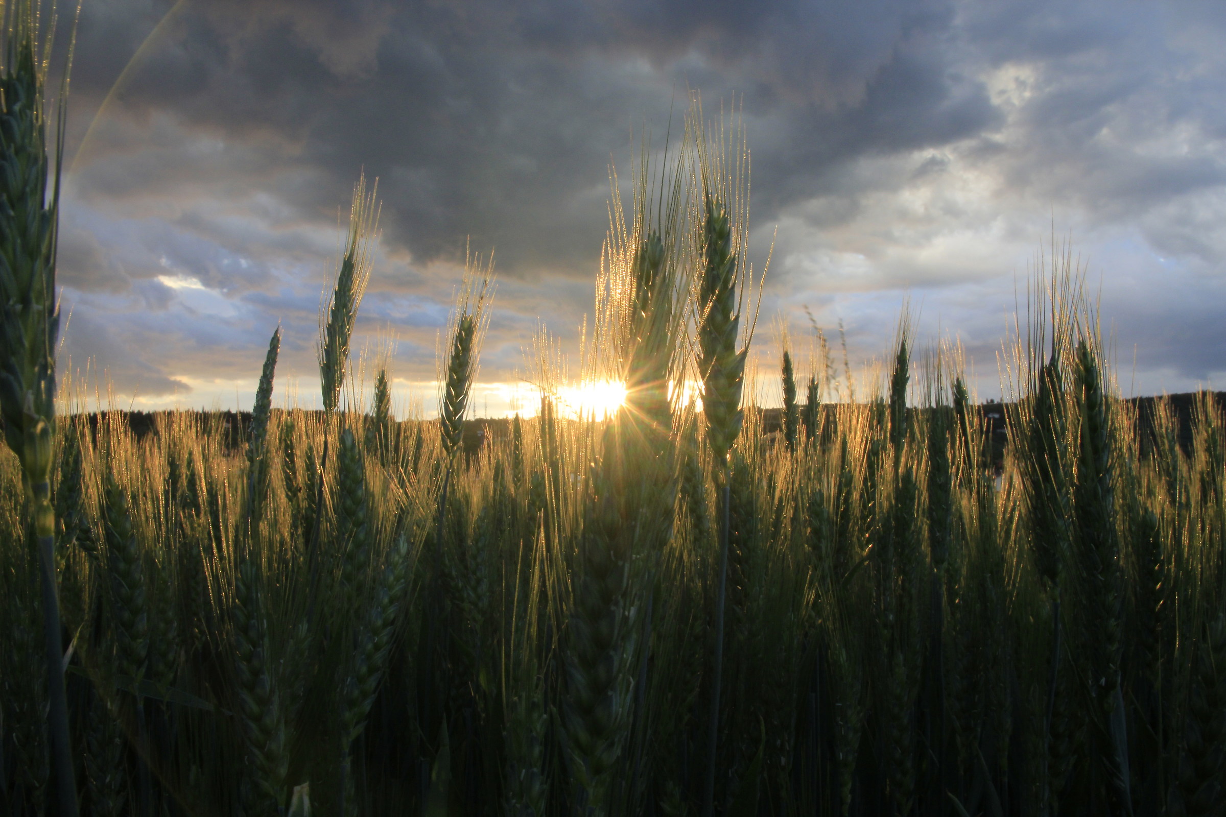 The sun between the grain