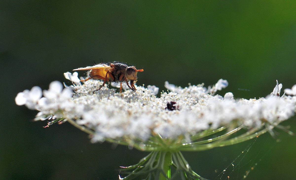 Offerta su un Piatto d'Argento