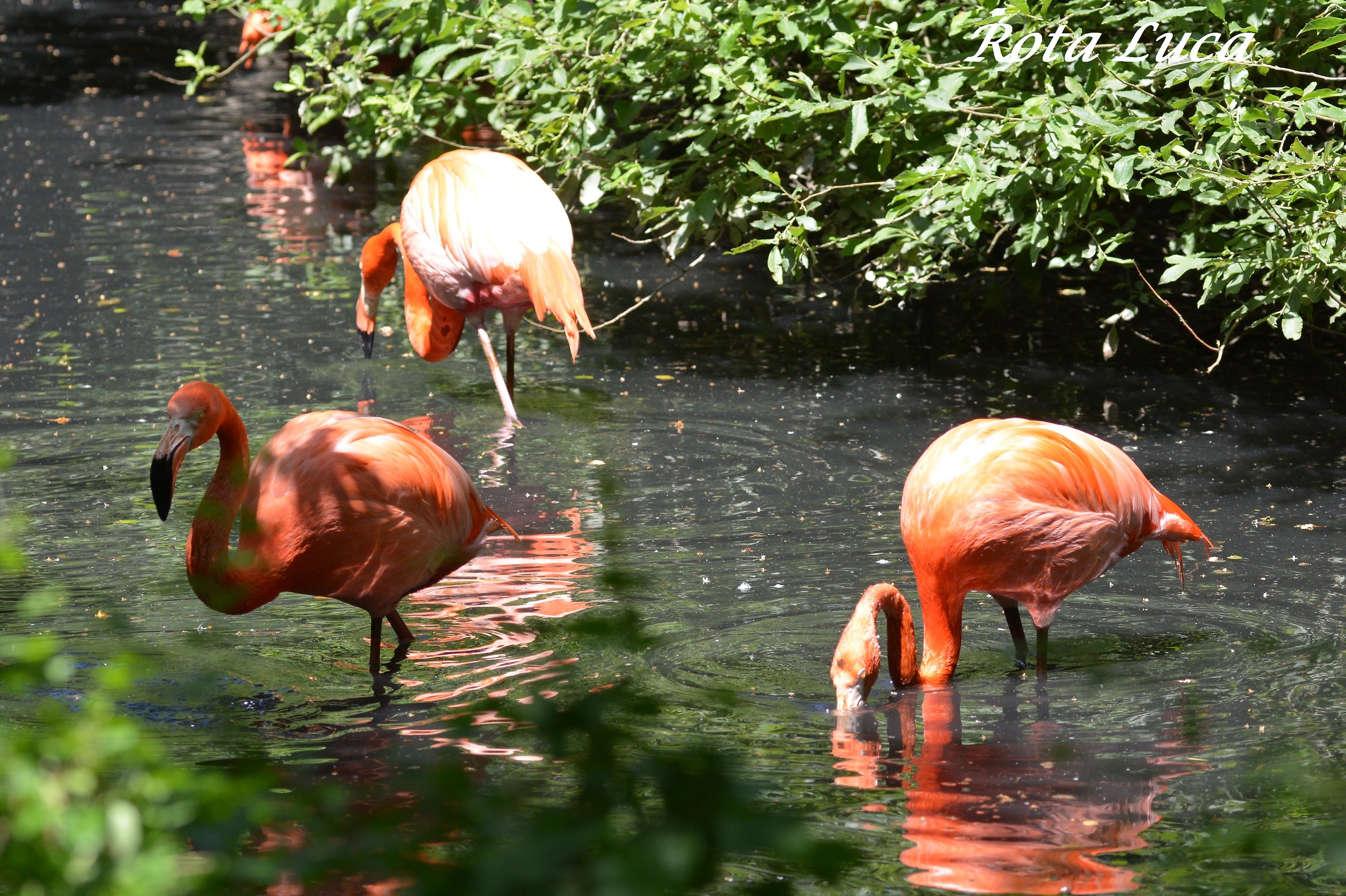 Fenicotteri rosa ....acceso