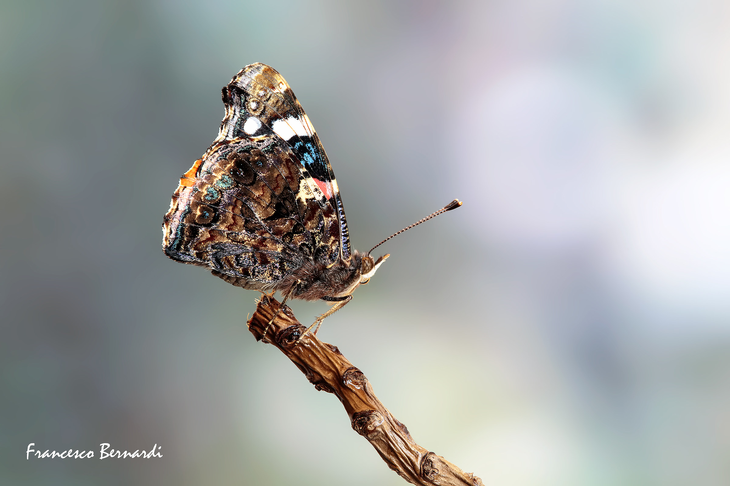 Vanessa Atalanta 1758