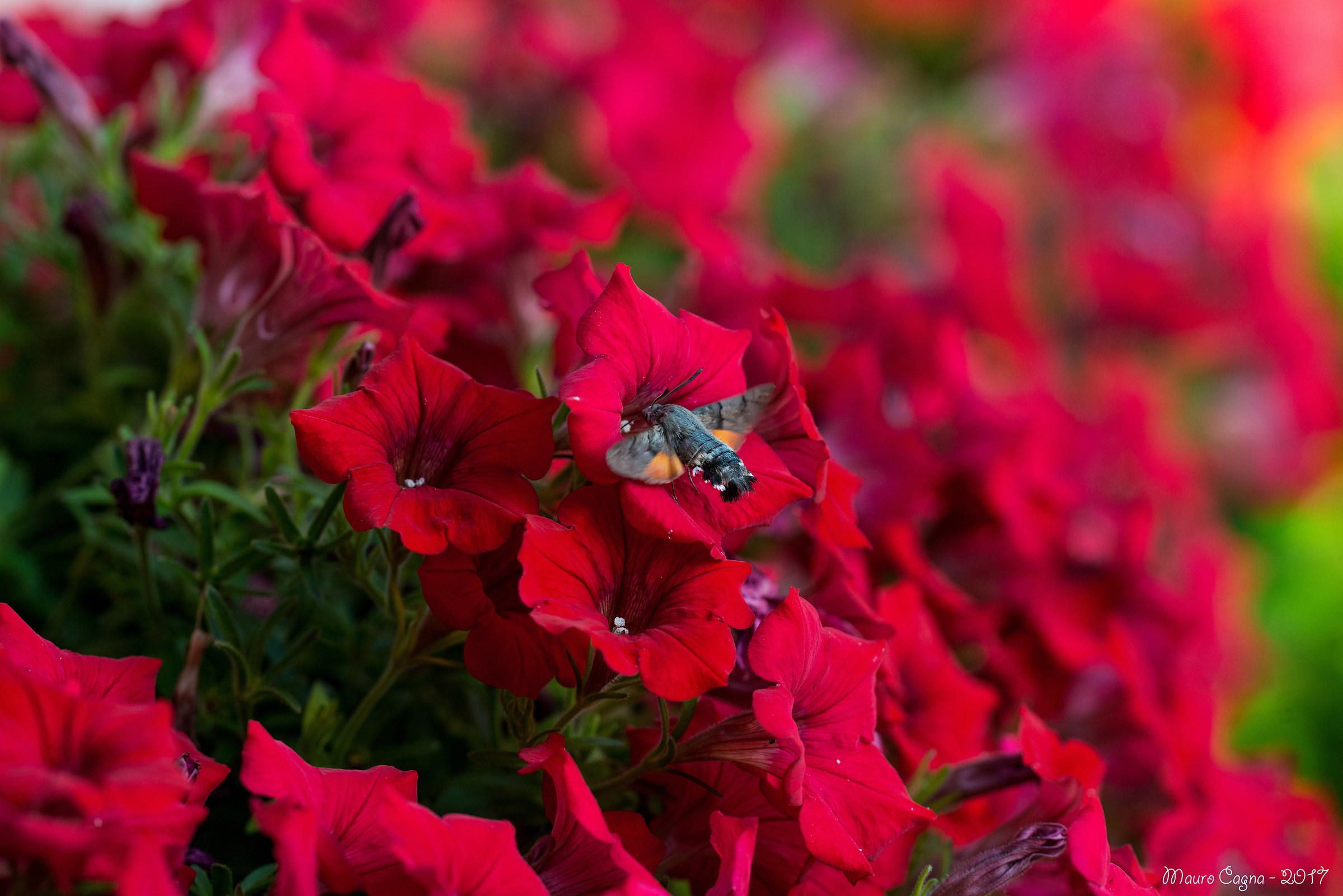 Siblesee Colibri - Macroglossum stellatarum