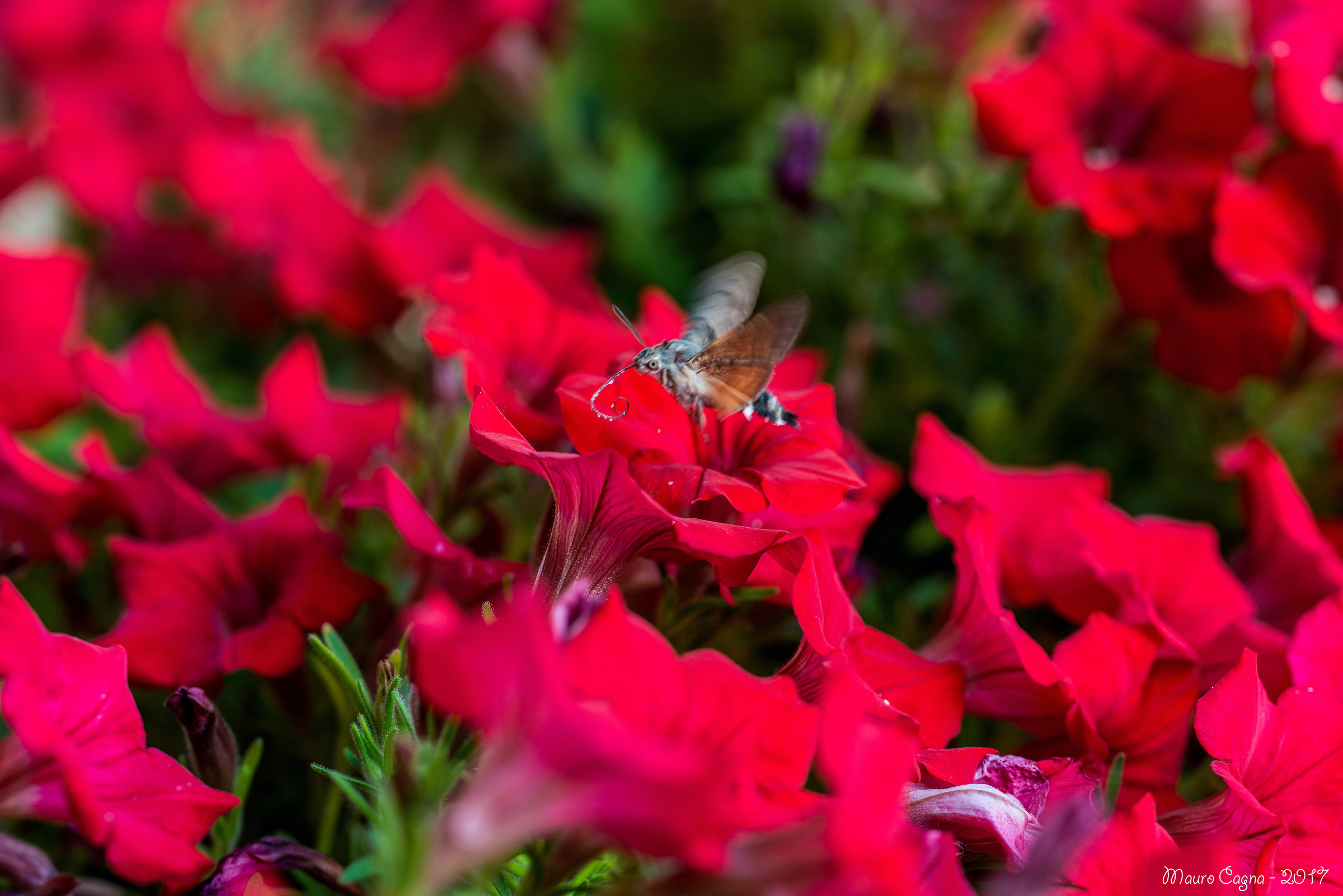Siblings Hummingbird - Macroglossum stellatarum # 2