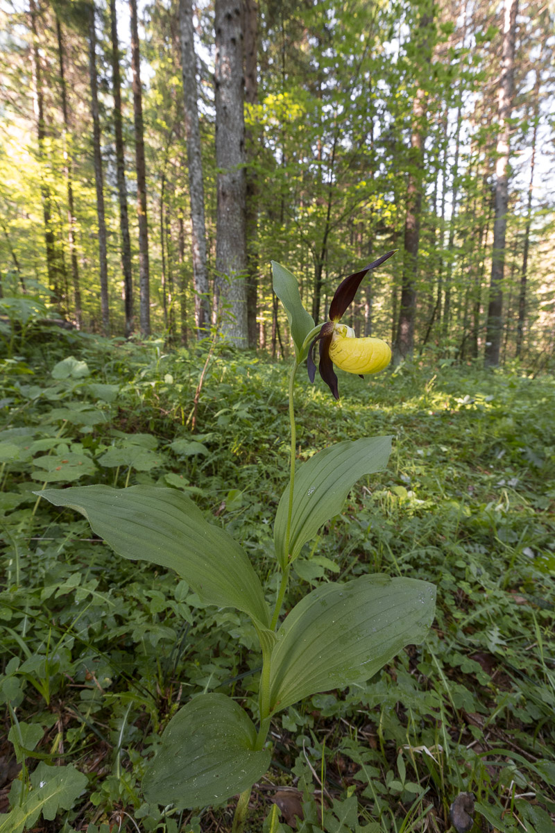Set of Venus (Cypripedium calceolus) set