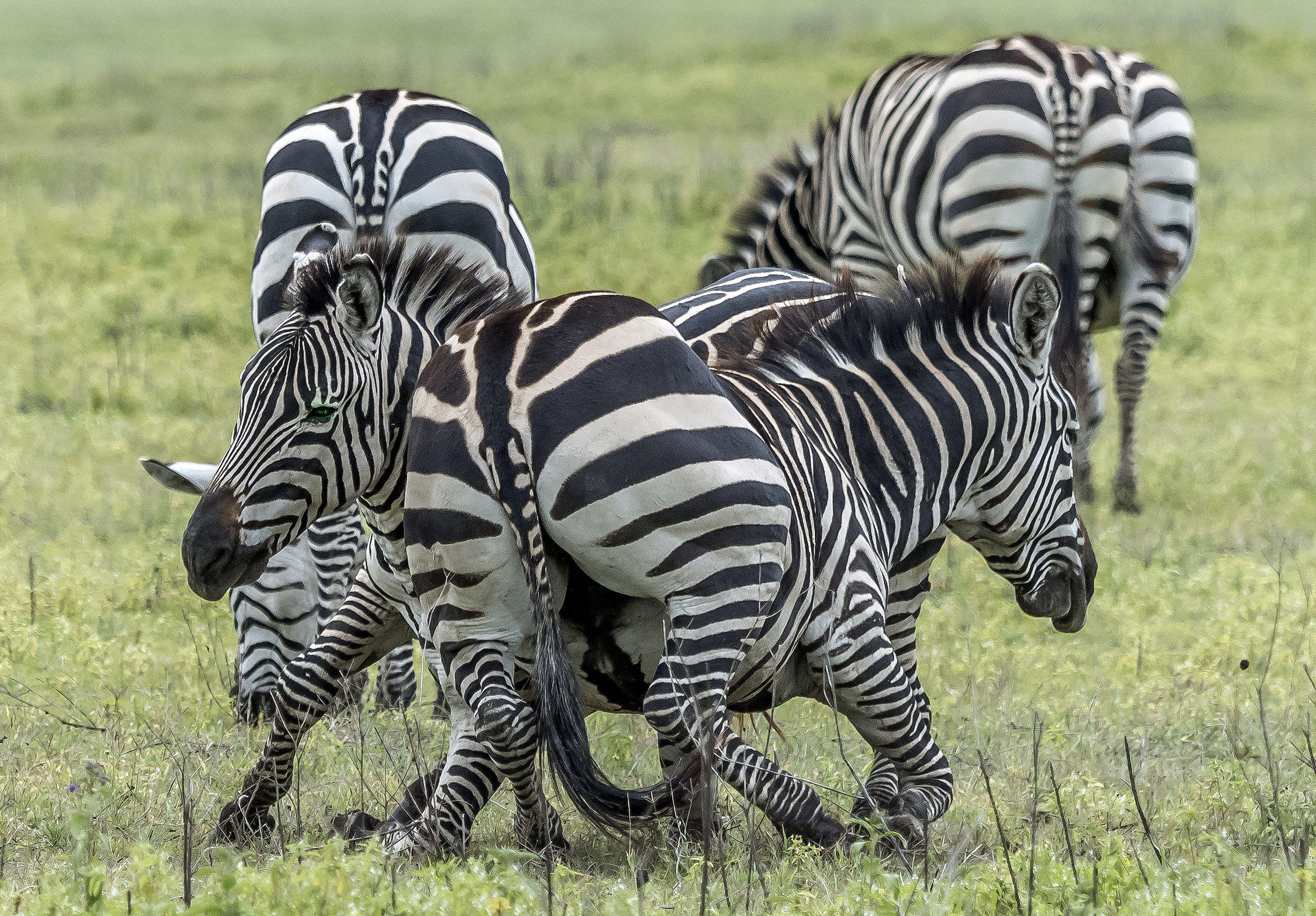Tanzania 2017 - Zebras