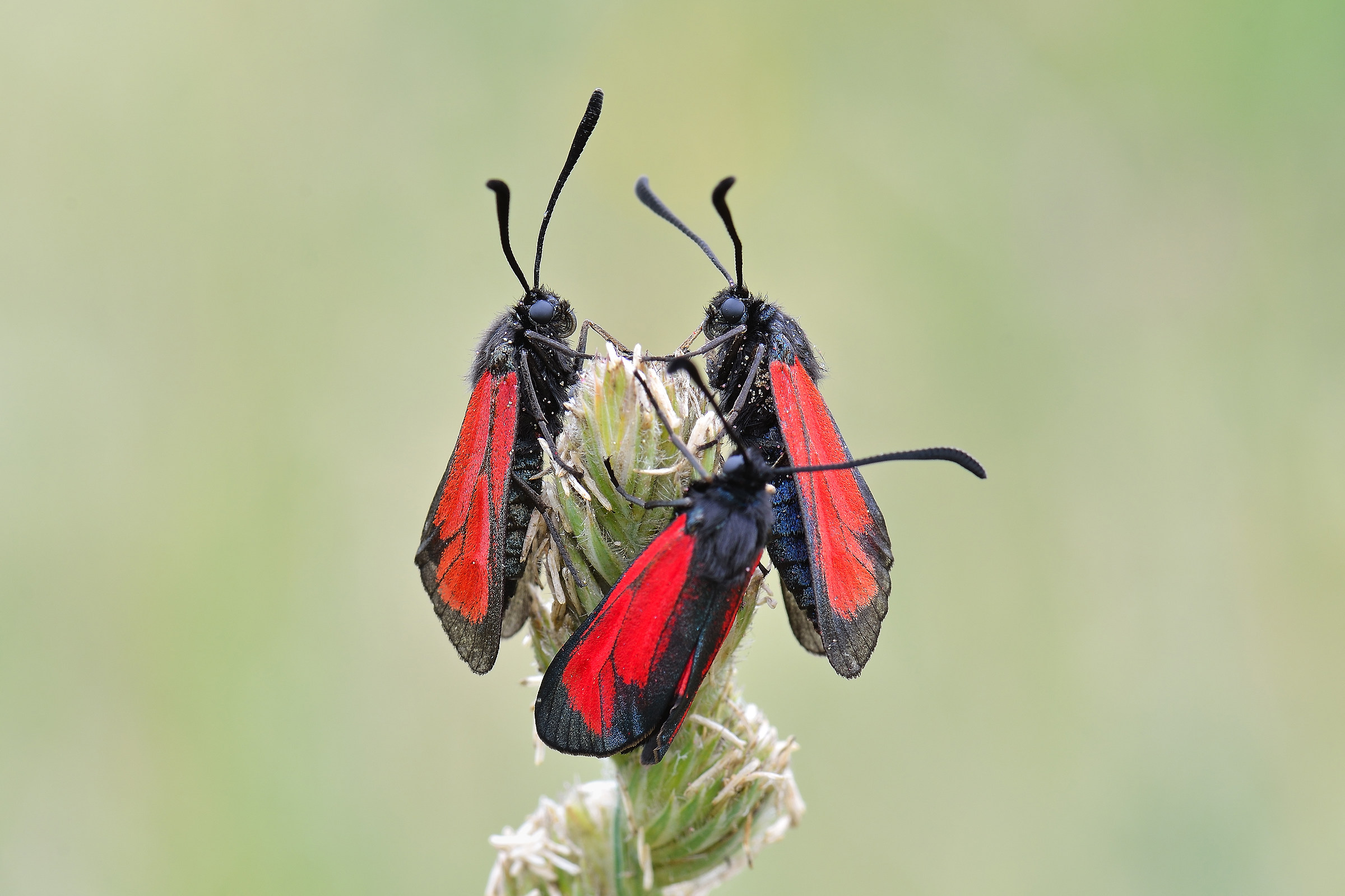 Zygaena purpuralis