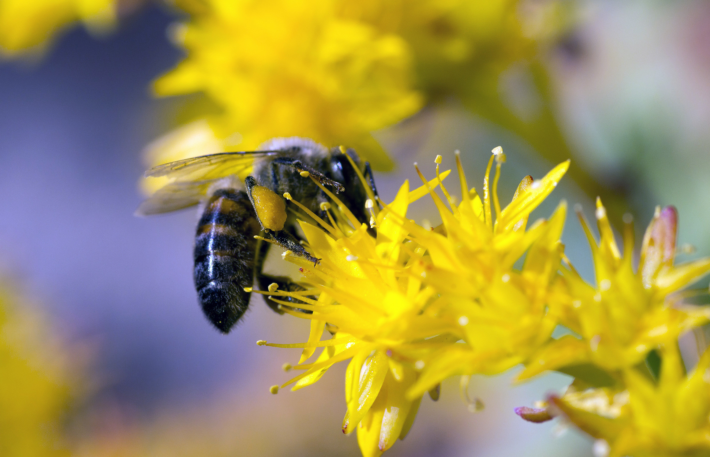 A bee after picking up a lot of pollen