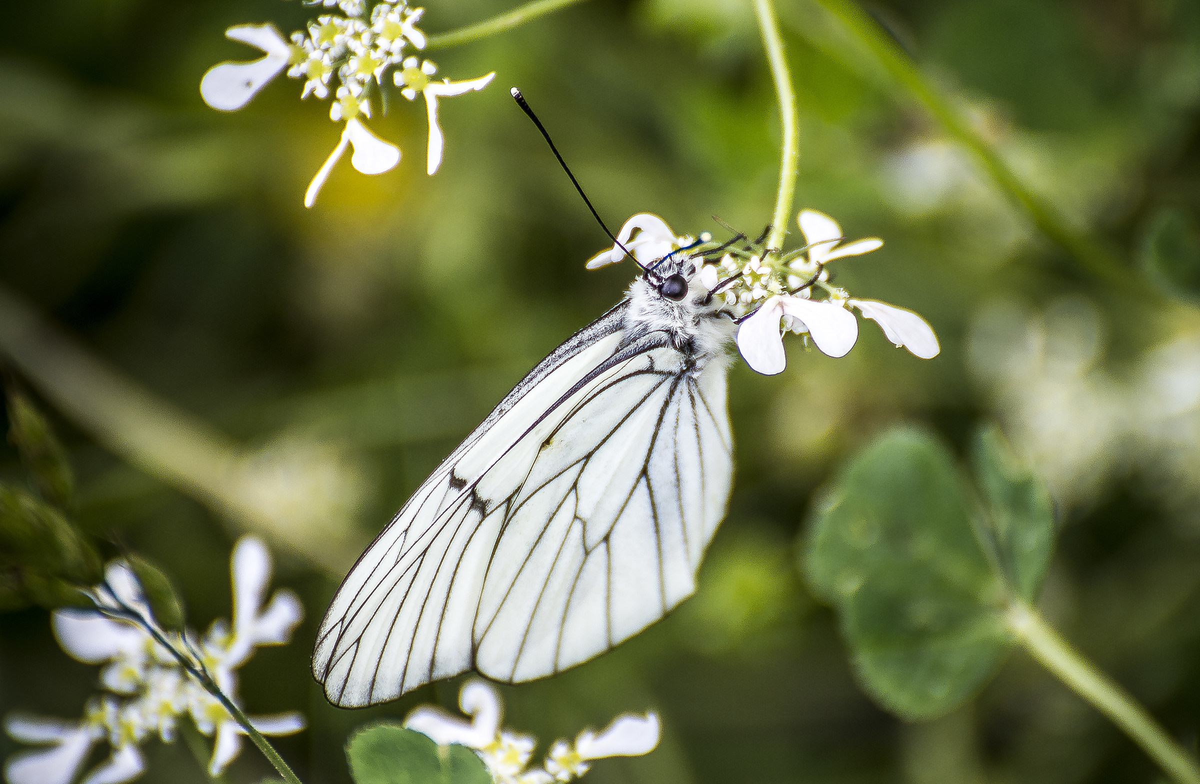 Butterfly - Aporia crataegi