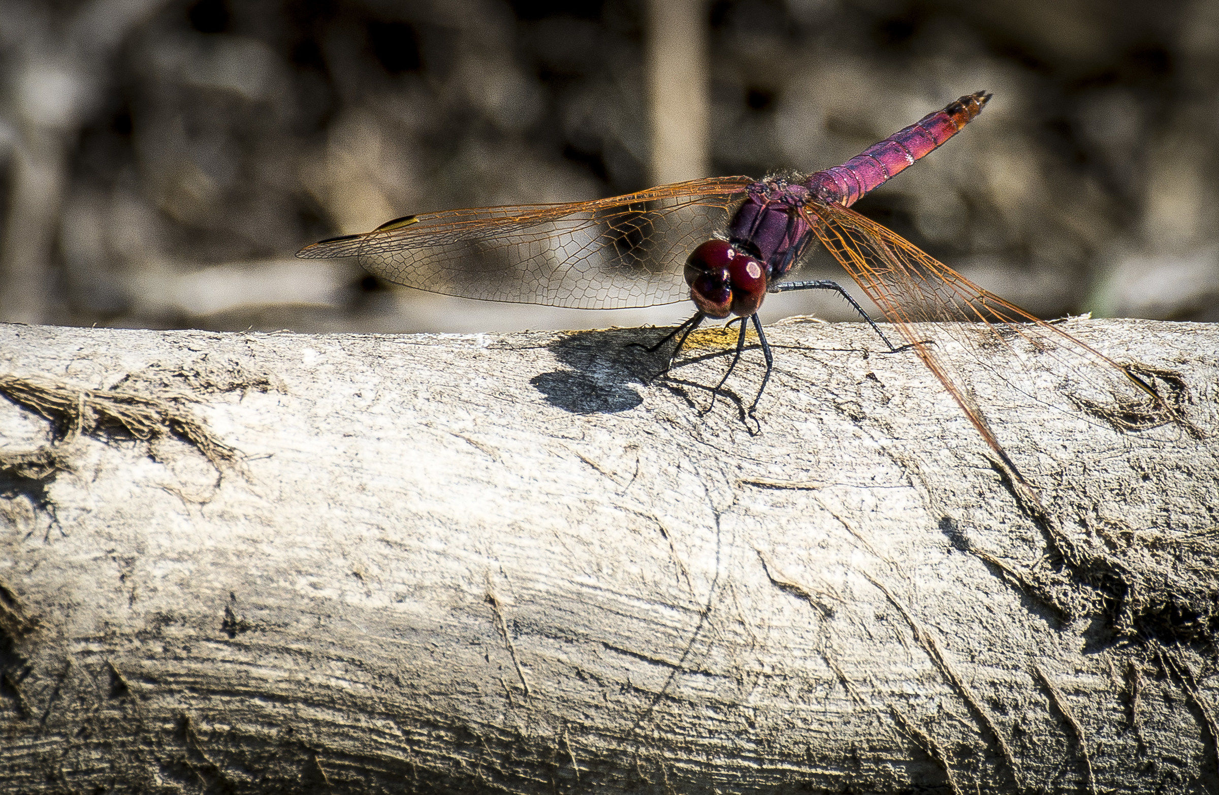 Dragonfly - Crocothemis eryhraea
