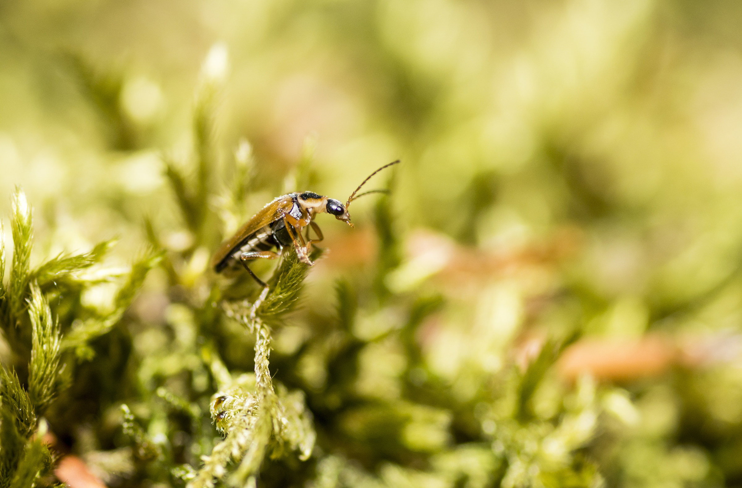 Mountain insect laid on moss