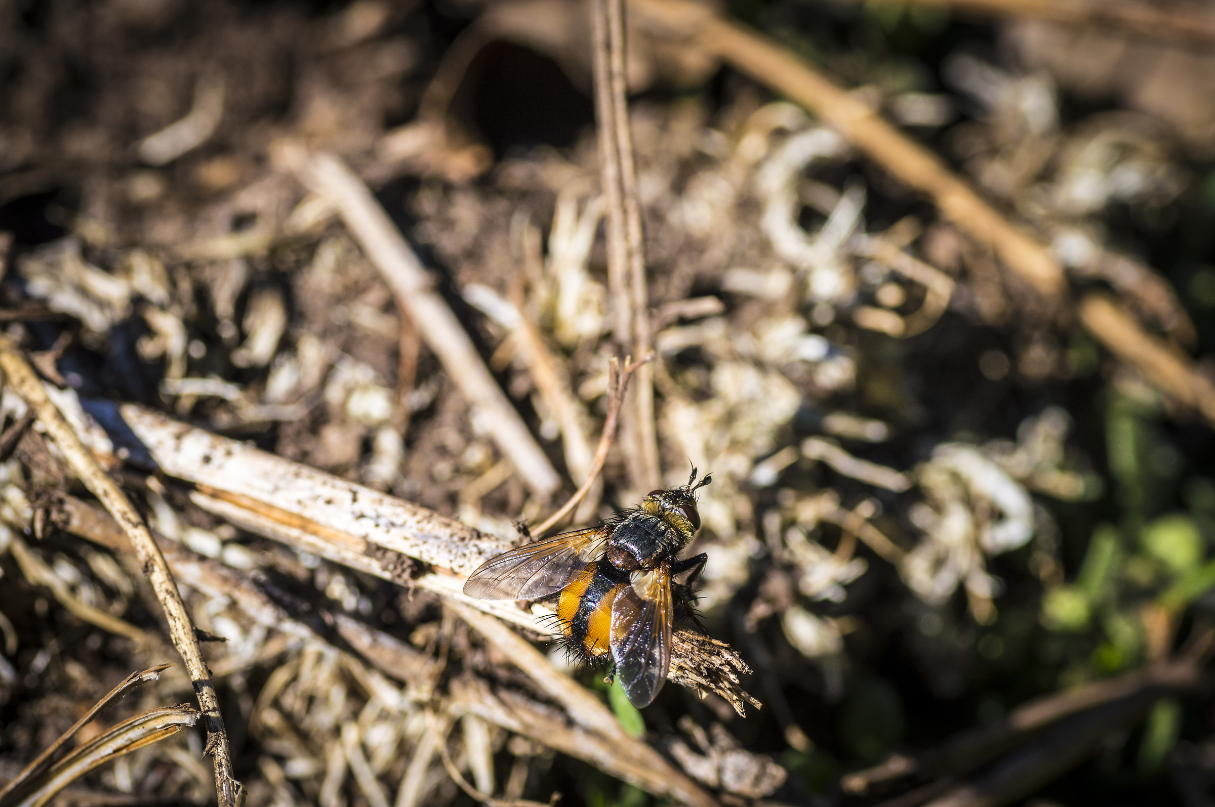 It looks like a Vespone, photographed in the mountains but ....