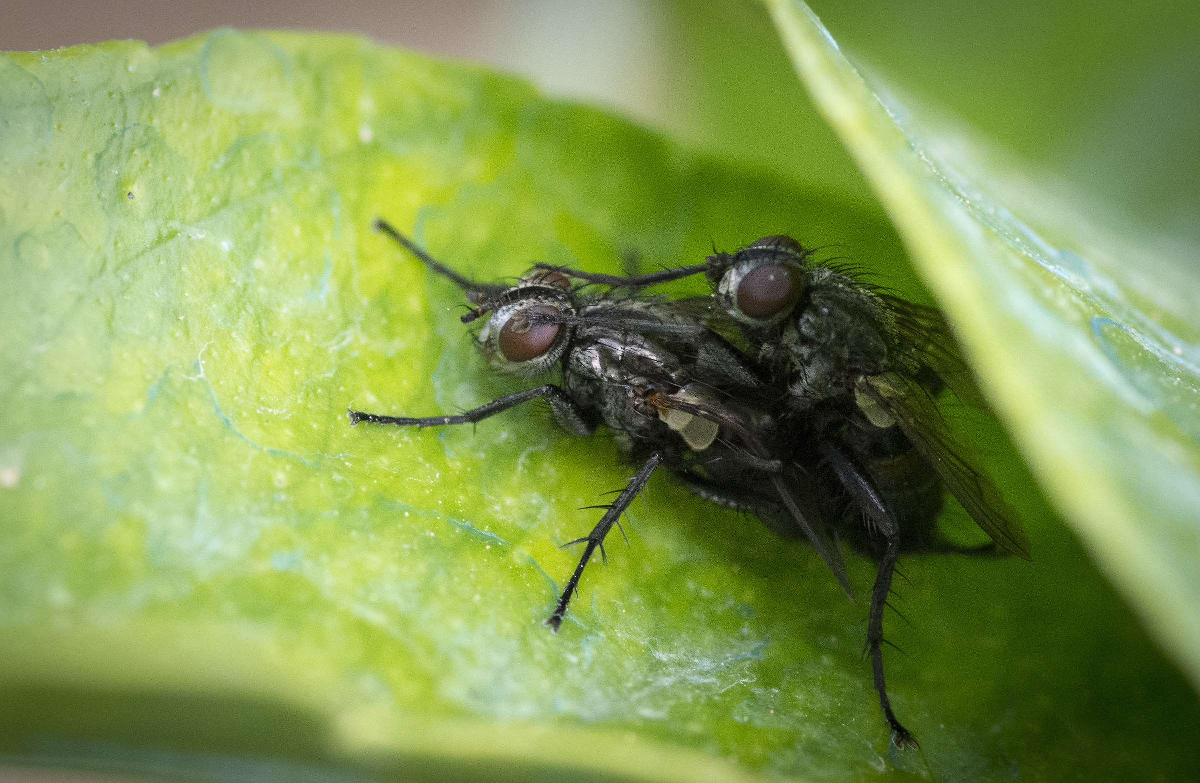 Flies in intimacy