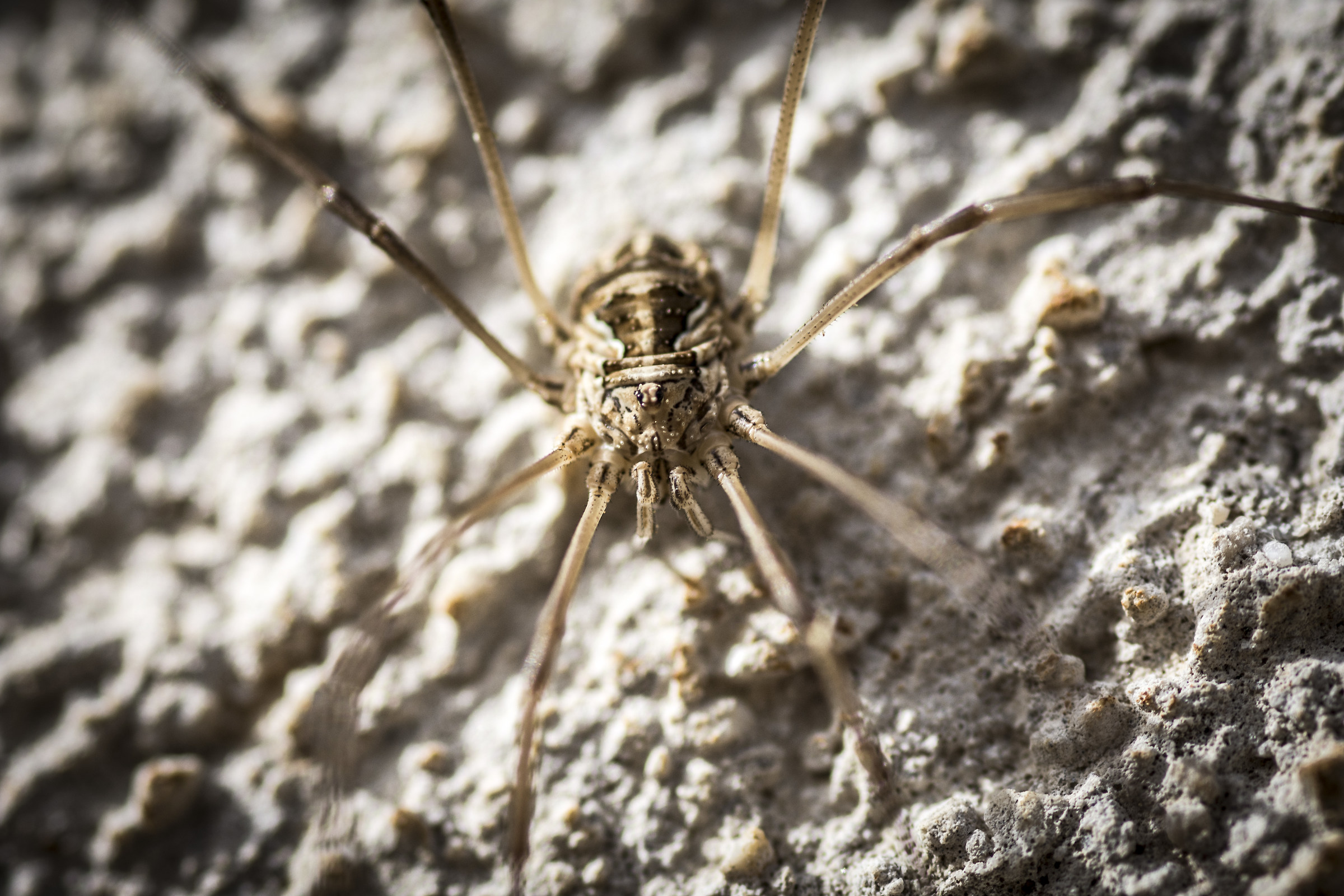 Spider ... maybe Hogna Radiata