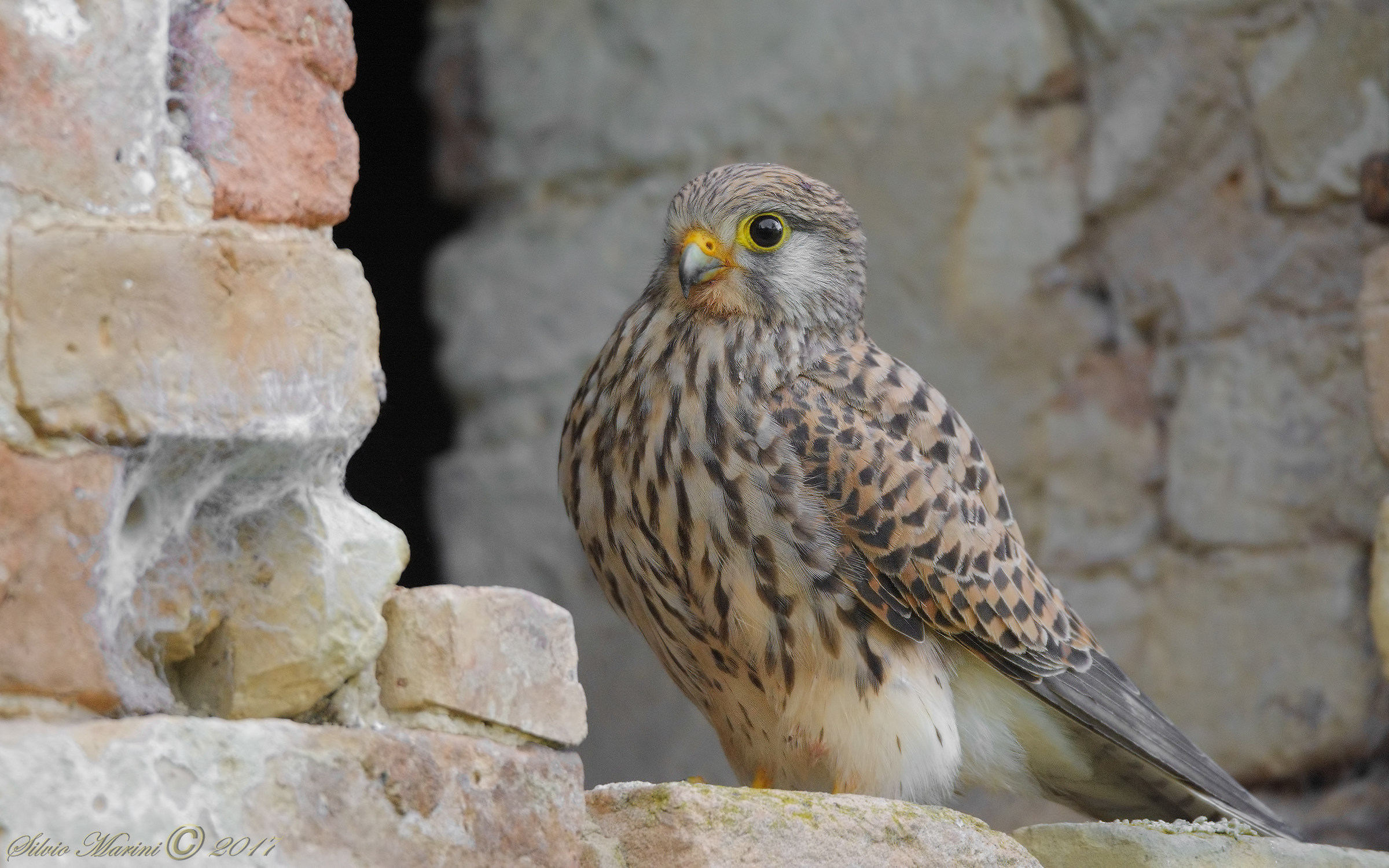 Gheppio ( Falco tinniculus)