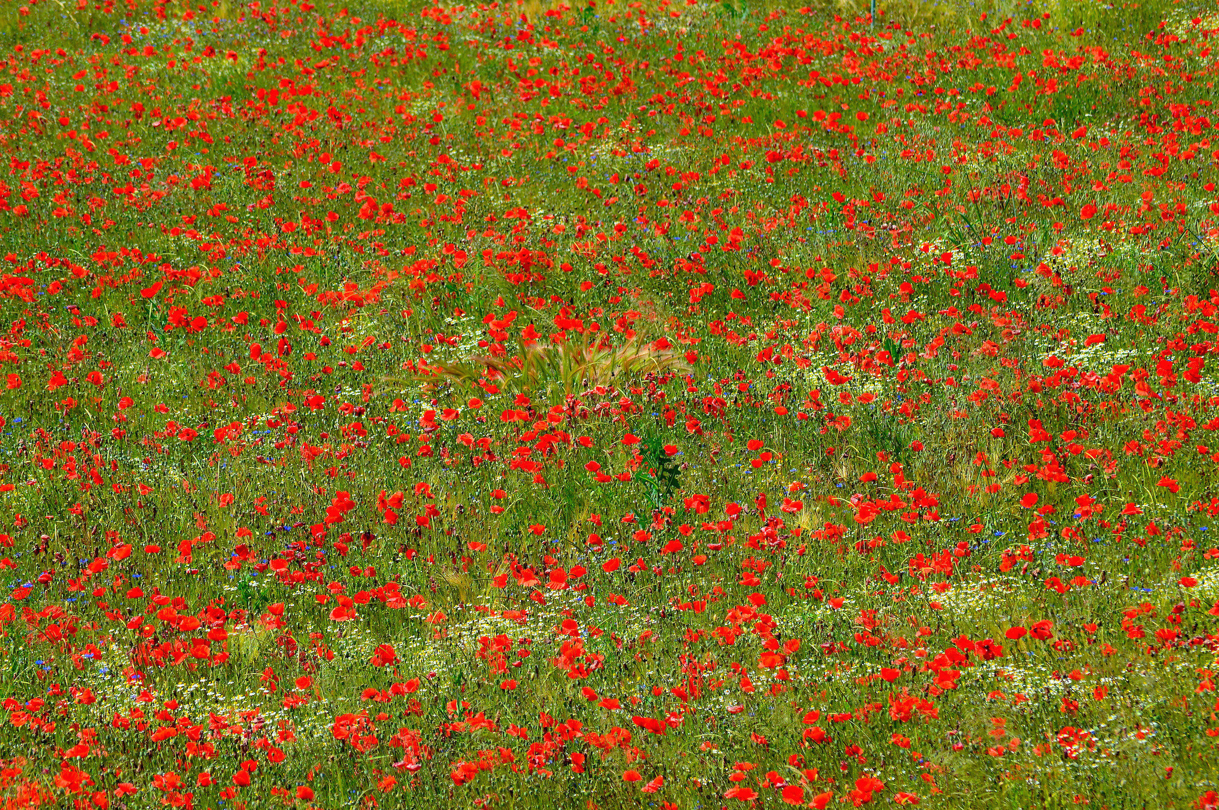 1000 papaveri rossi....