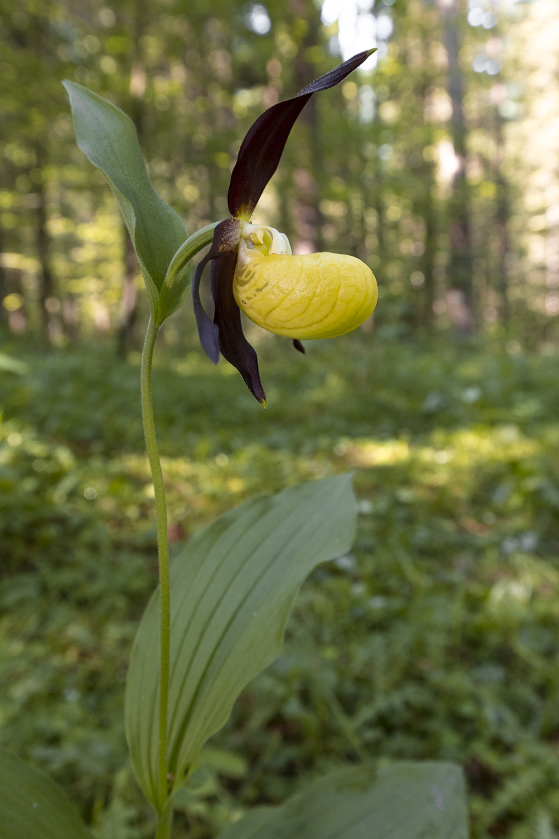 Set of Venus (Cypripedium calceolus) set