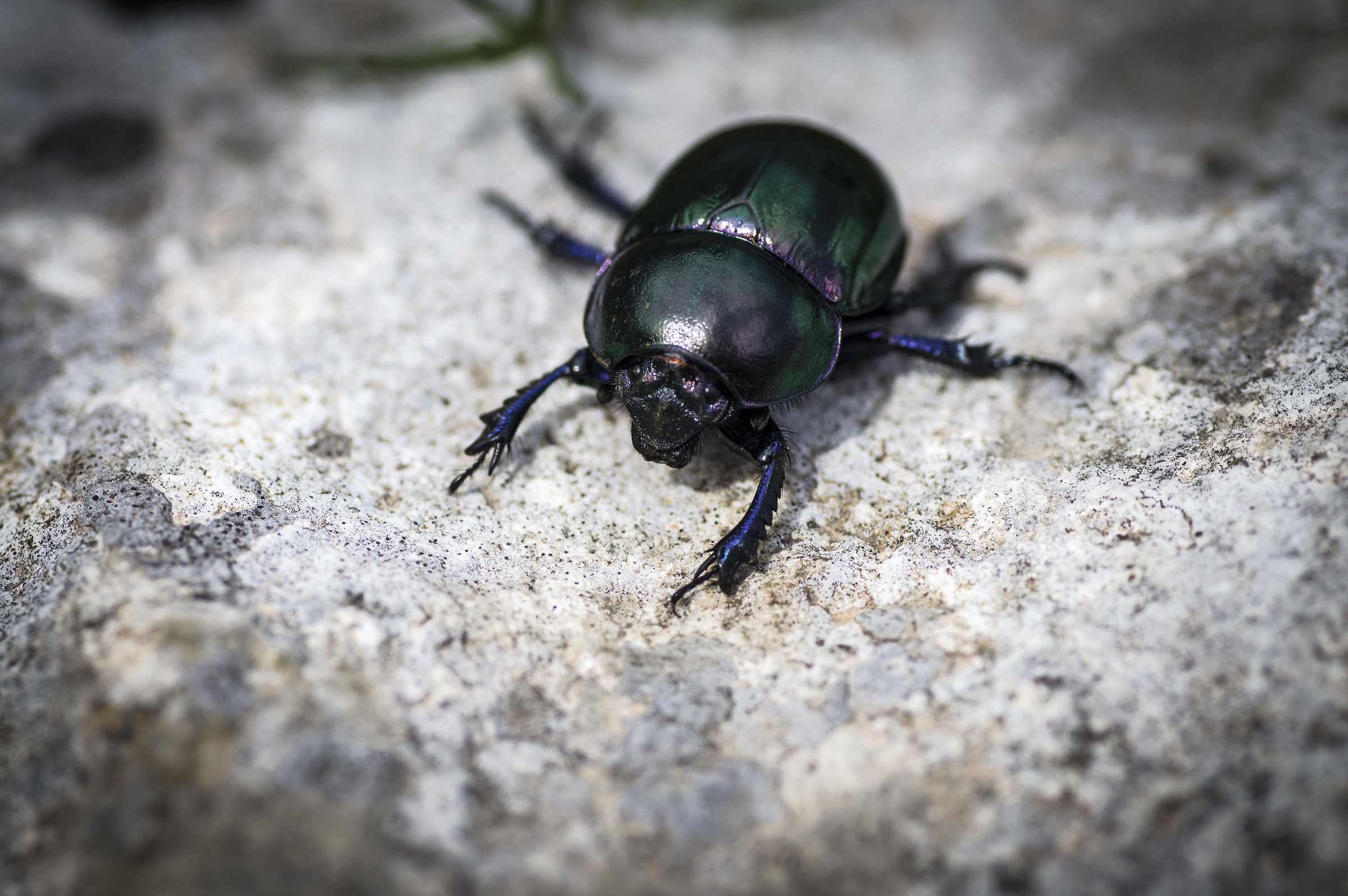 The beetle Stercoraro
