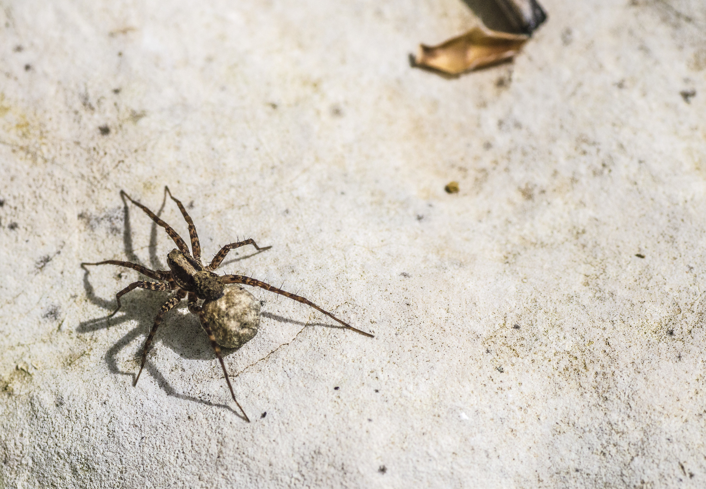 A mountain spider I do not know the name ...