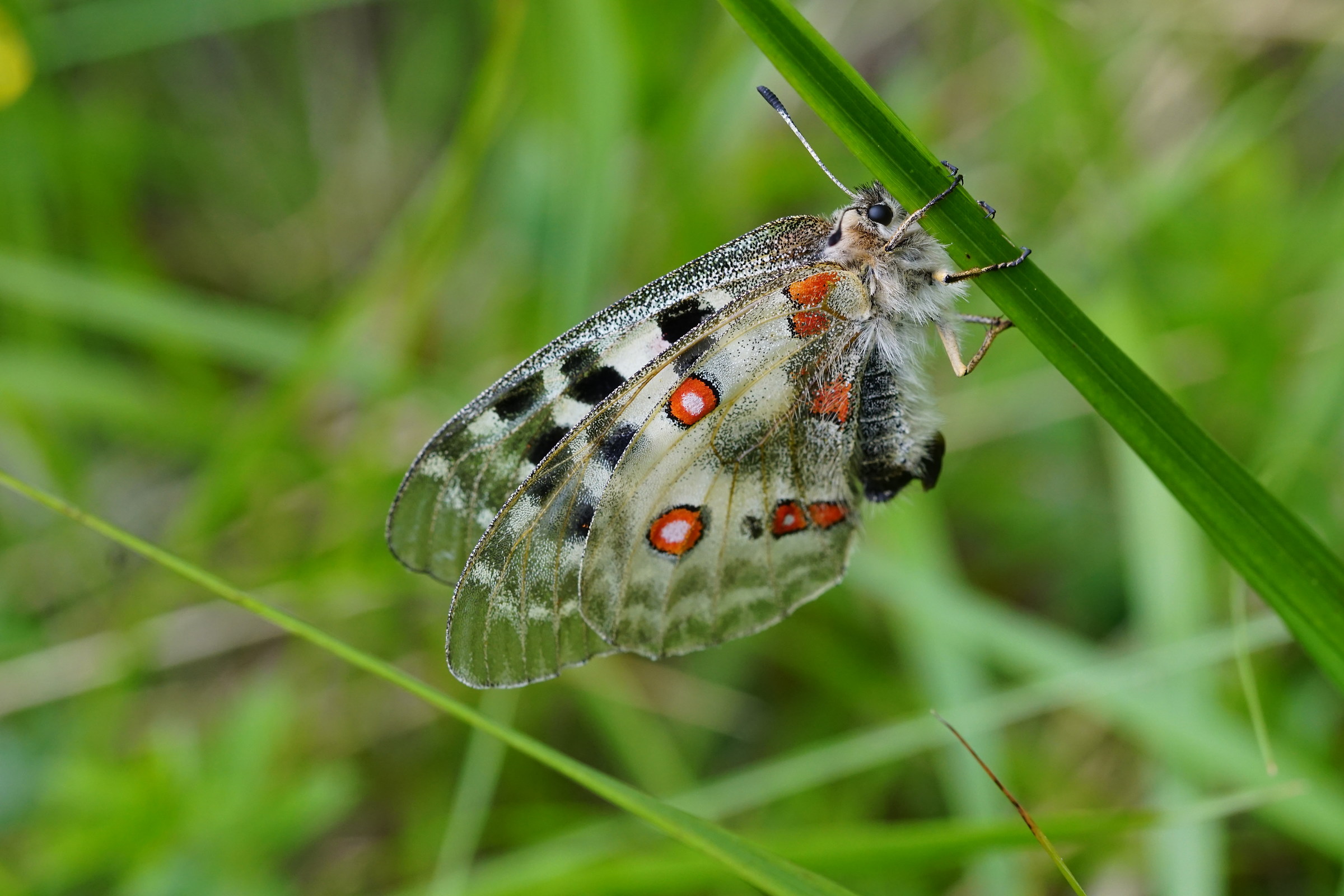 Parnassius apollo 1