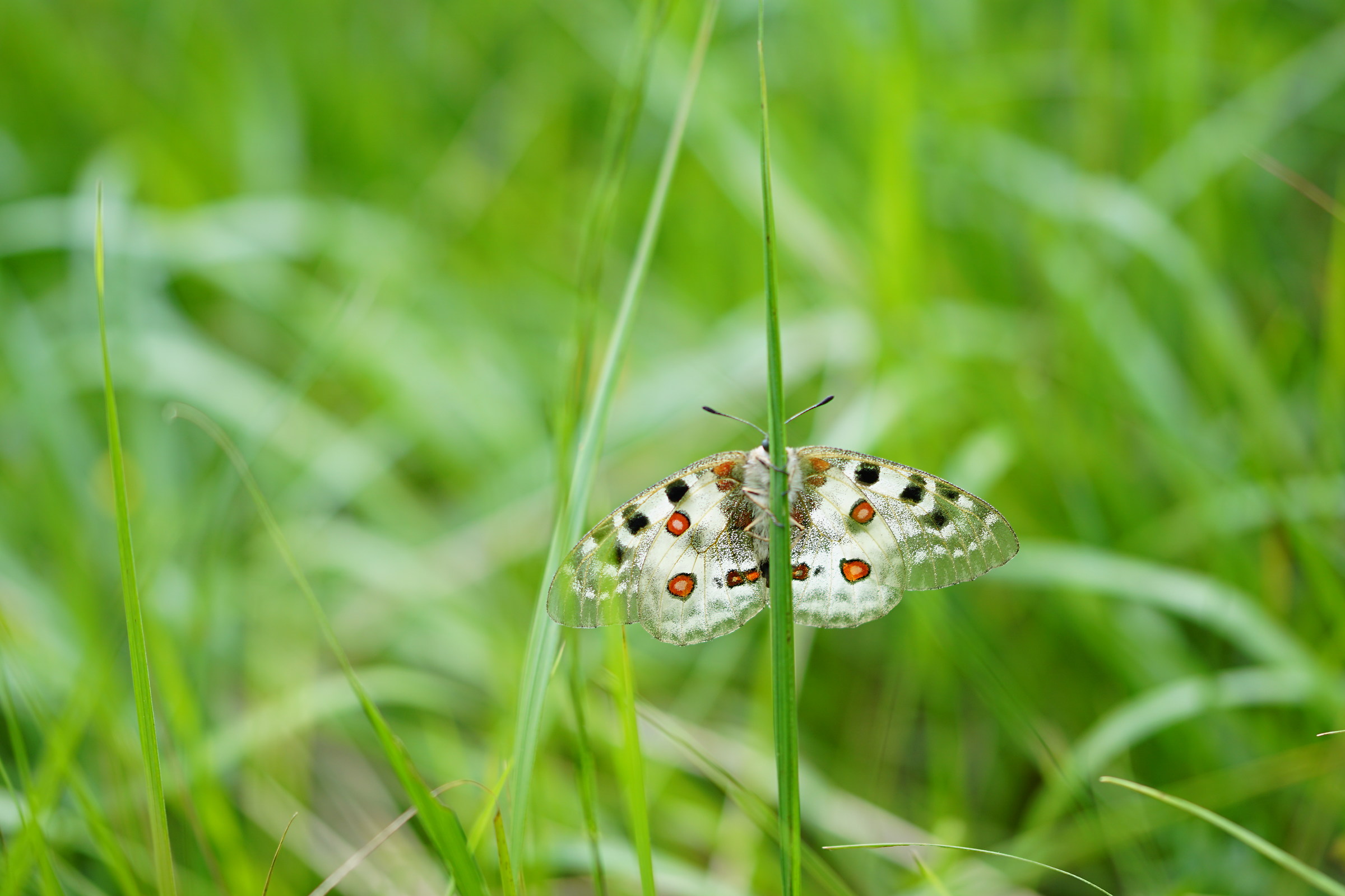 Parnassius apollo 2