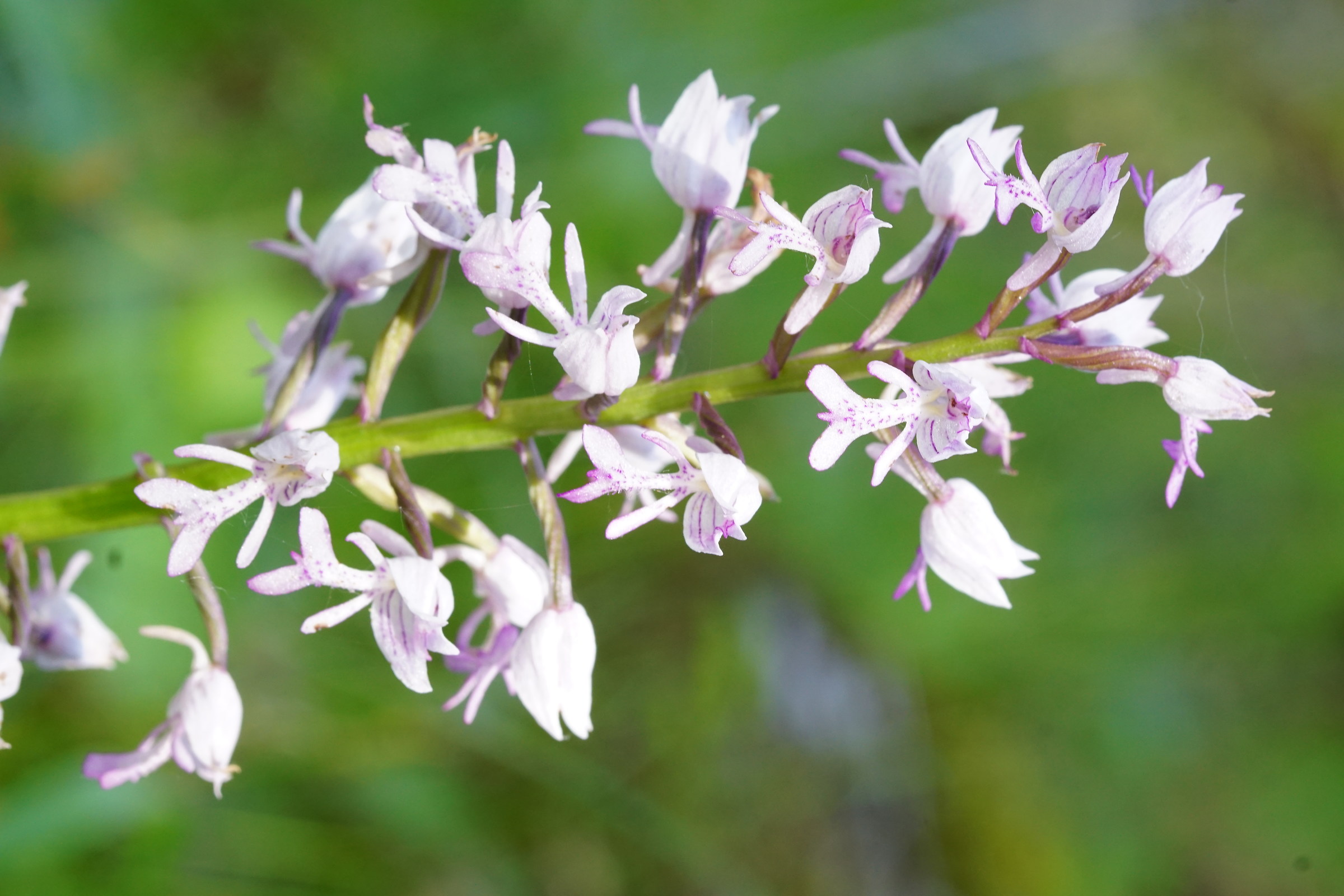 orchidea selvatica 1