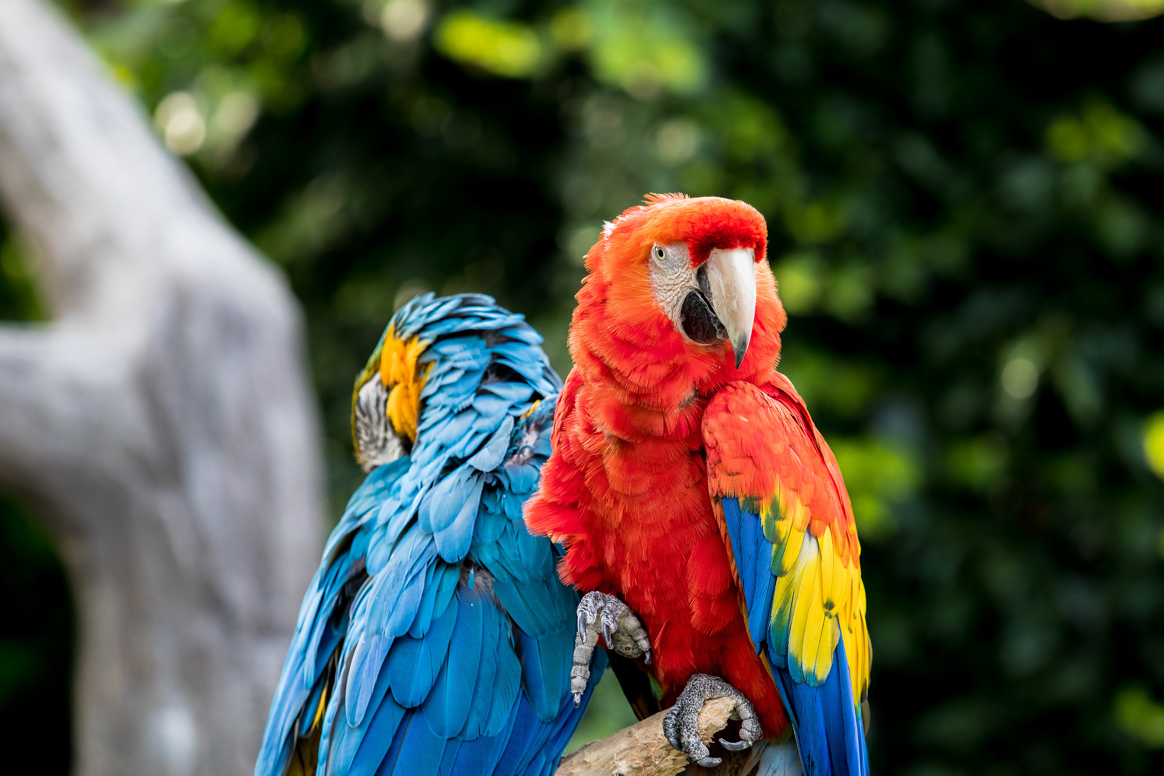 parrots