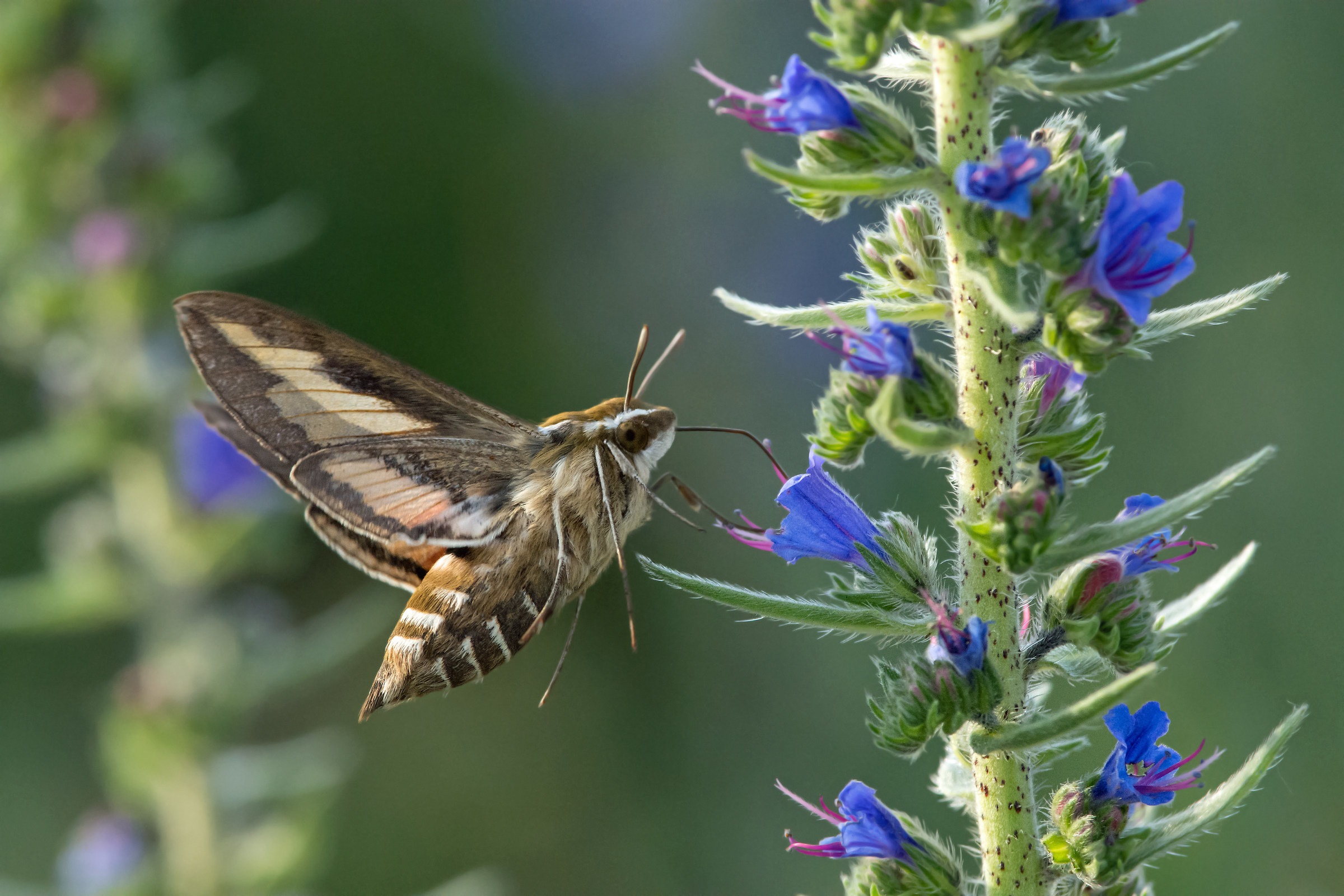 Falena falco di falco