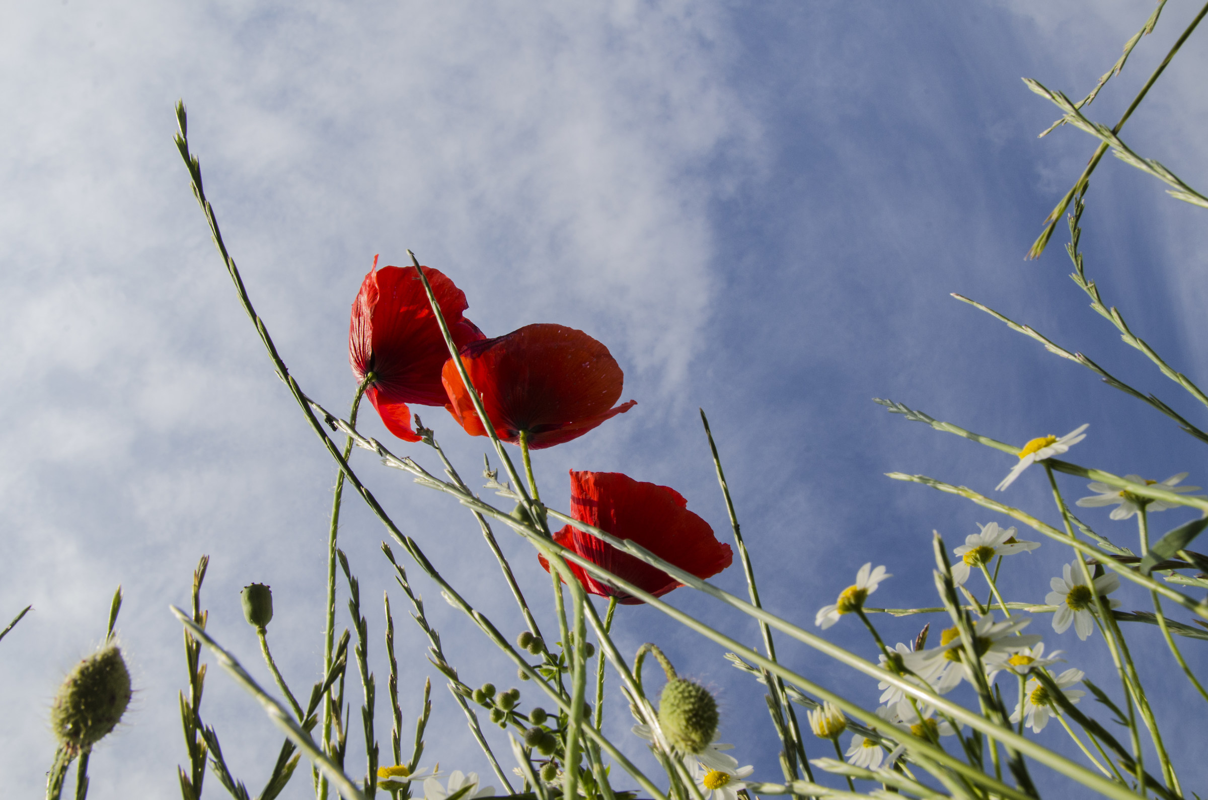 Poppies in the wind