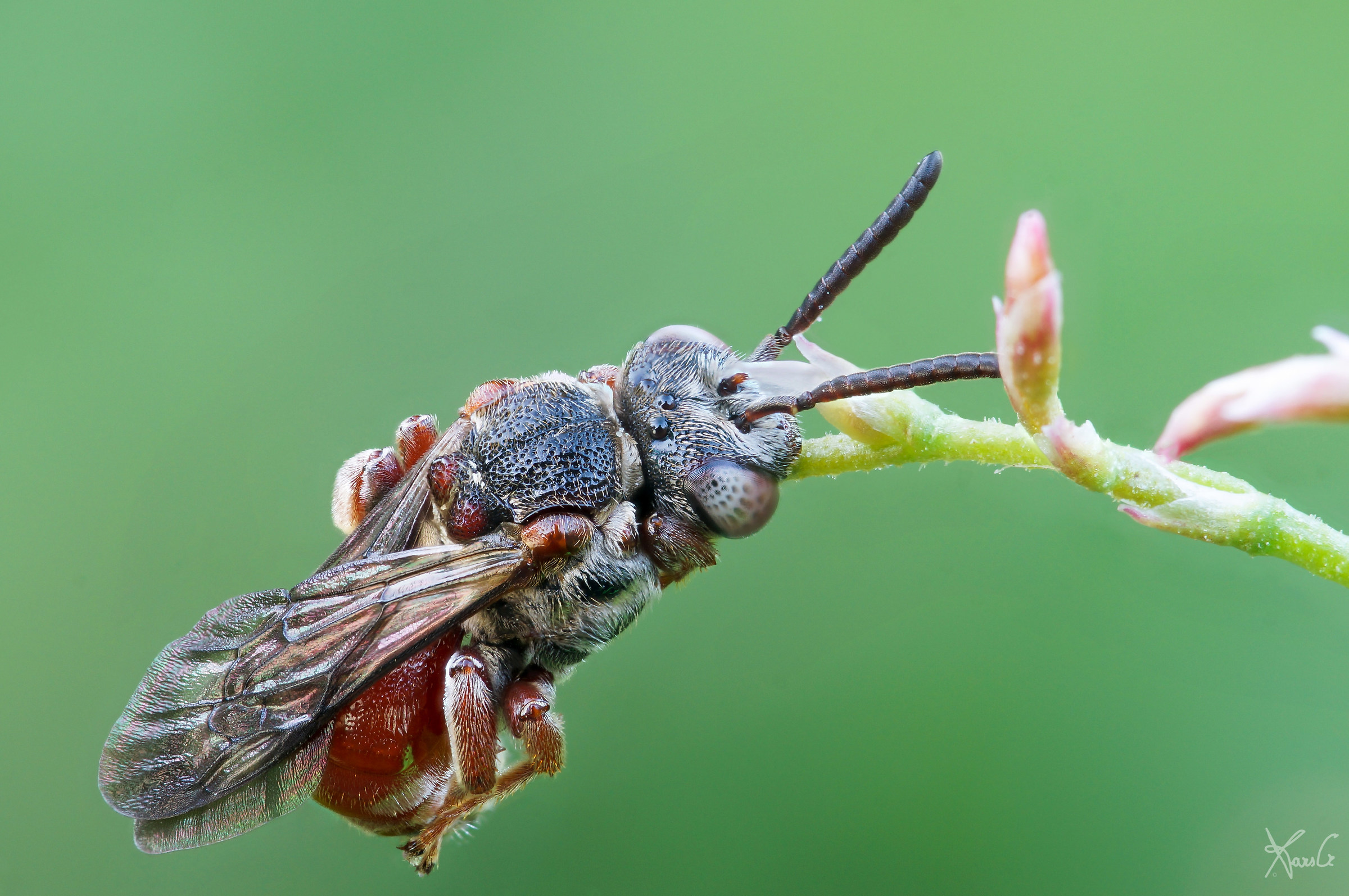 Epeoloides coecutines