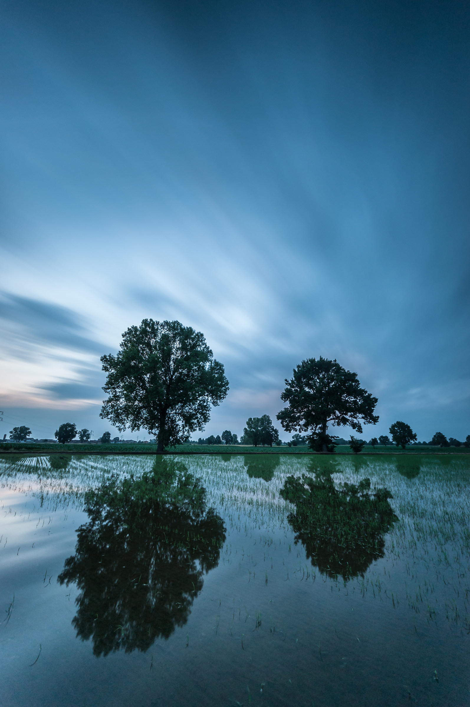 Trees in paddy field in Monteleone (pv). Long exposition