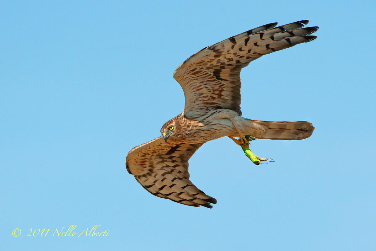 Albanella minore femmina con ramarro