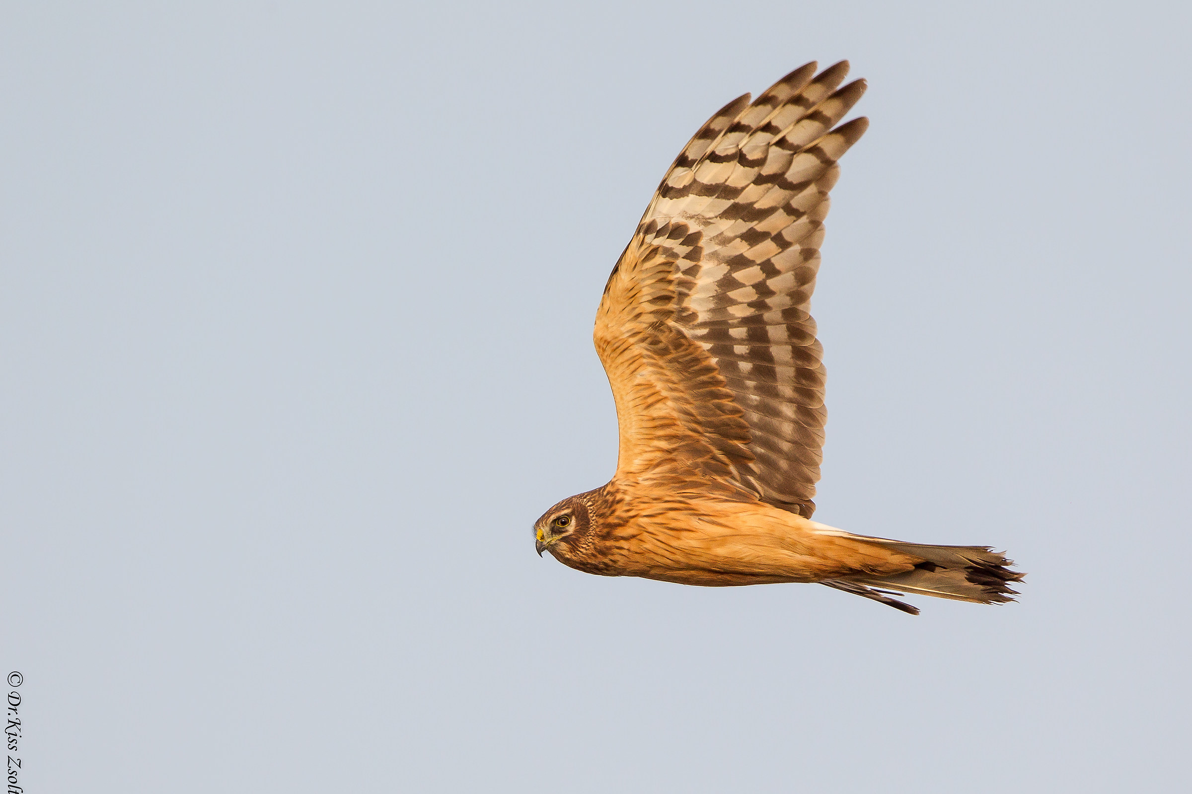 Cavigliera di gallina