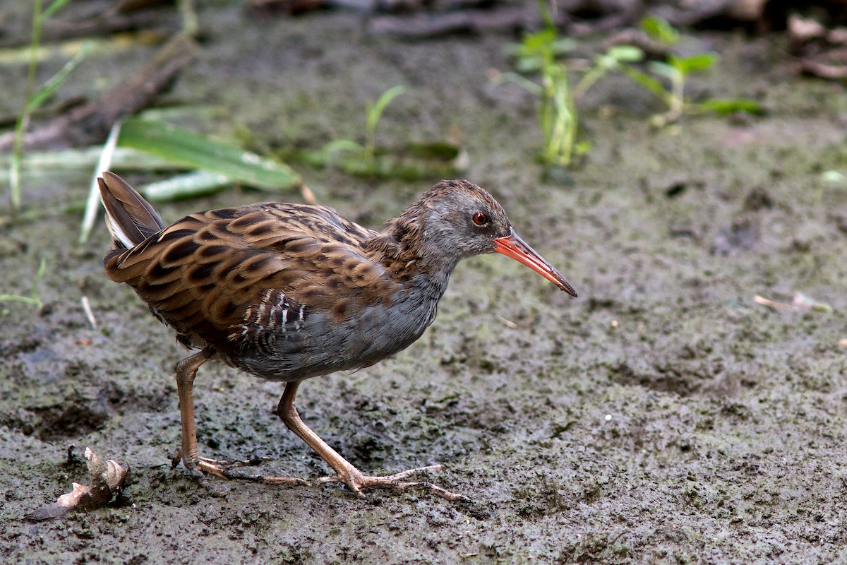 Water Rail