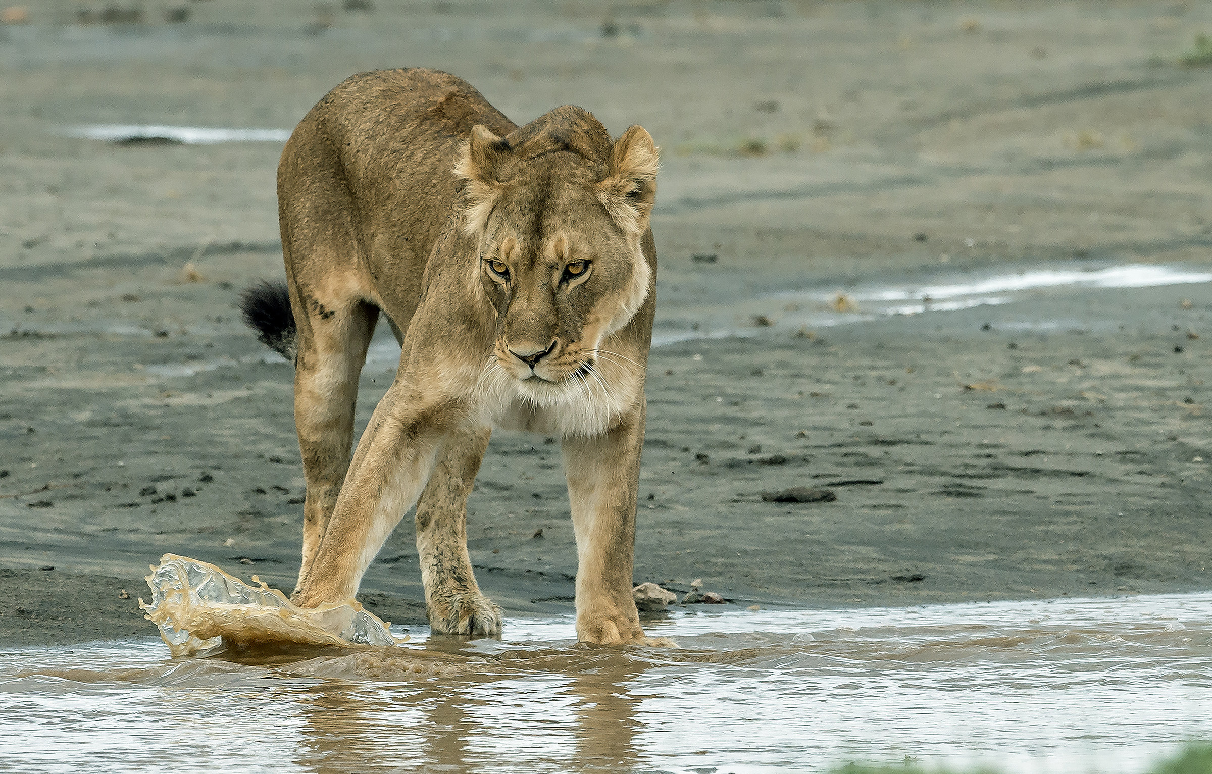 Tanzania 2017 - Sciacquettio