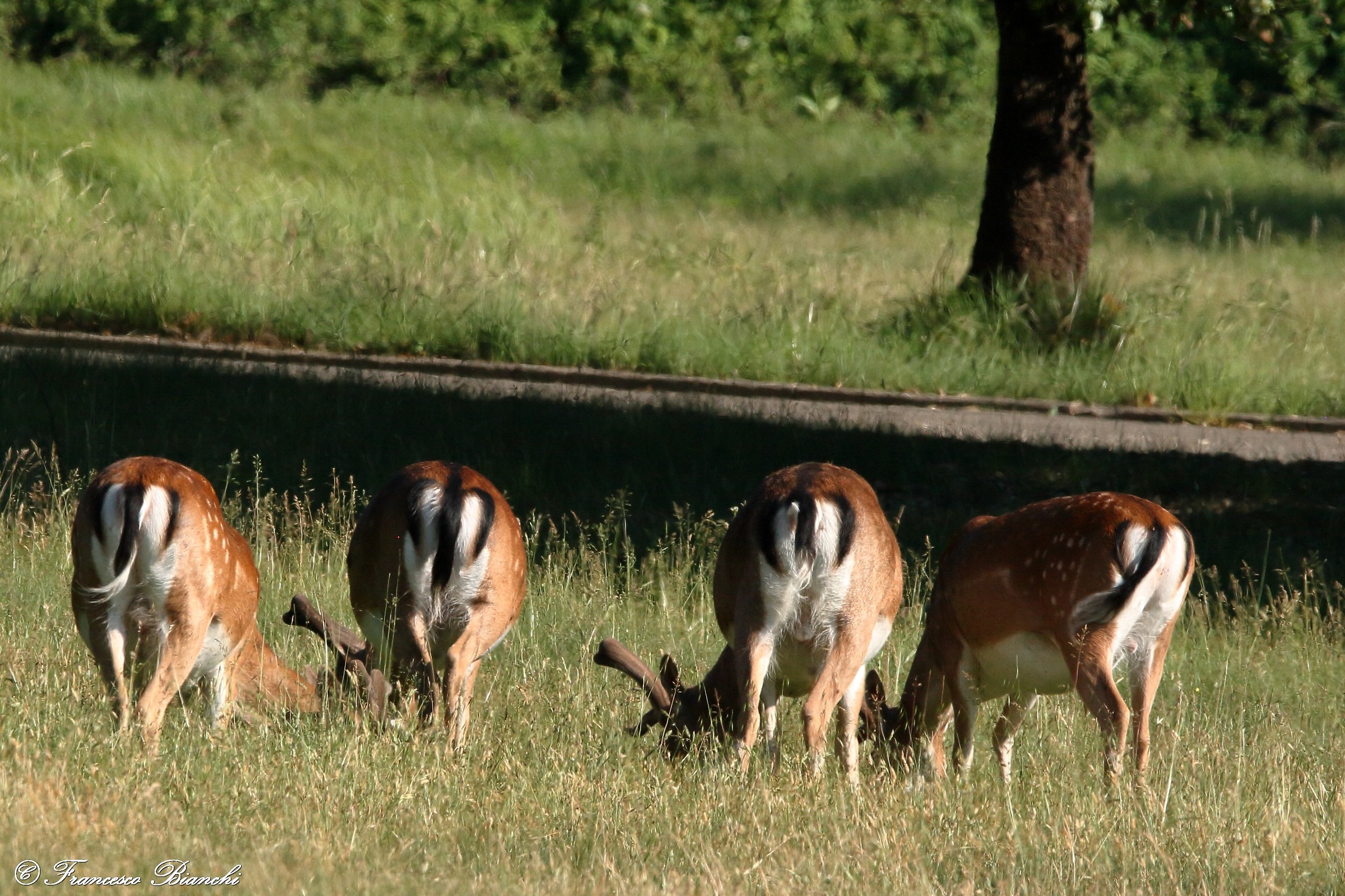 A proposito di lato B