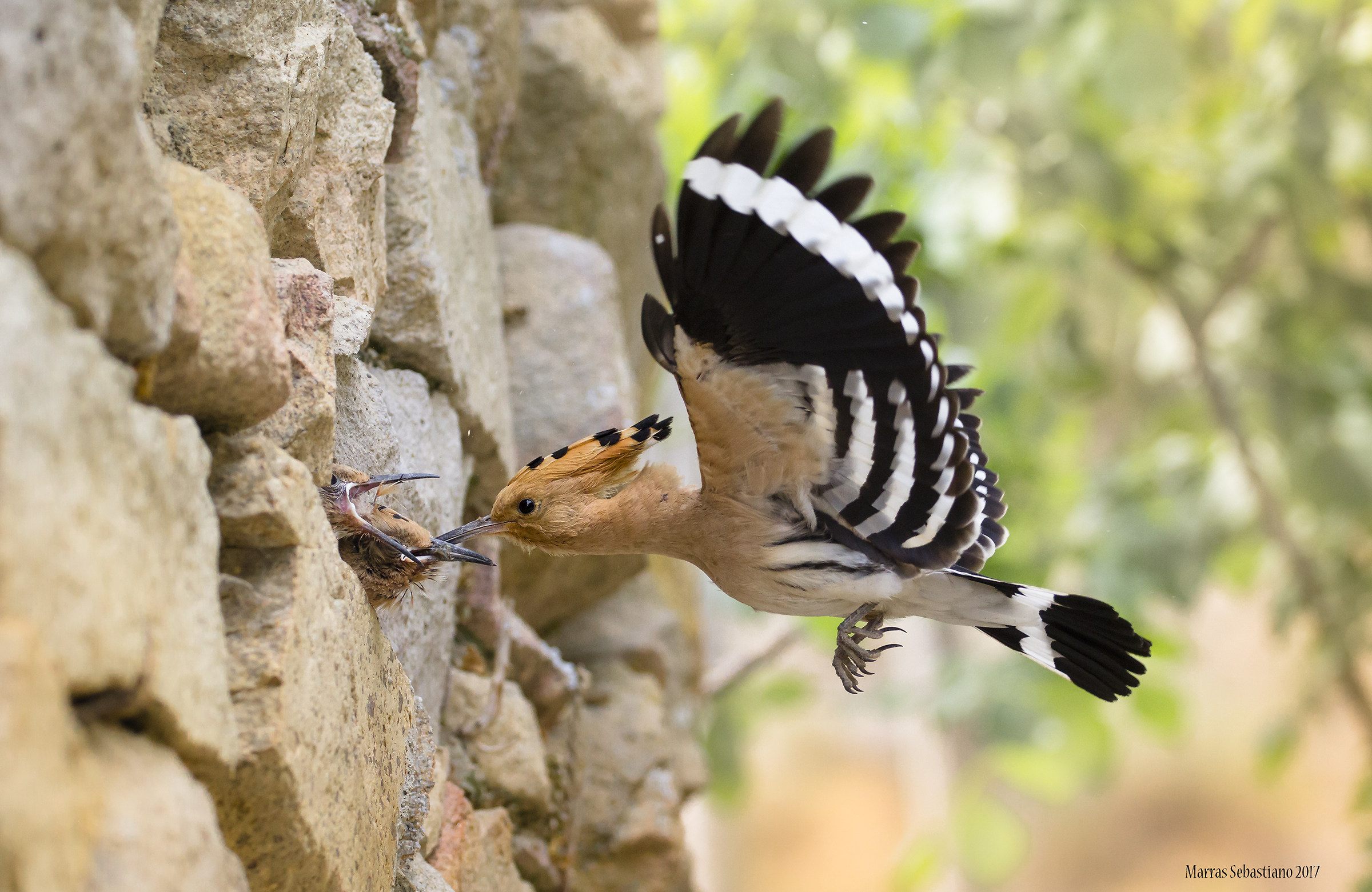 Hoopoe