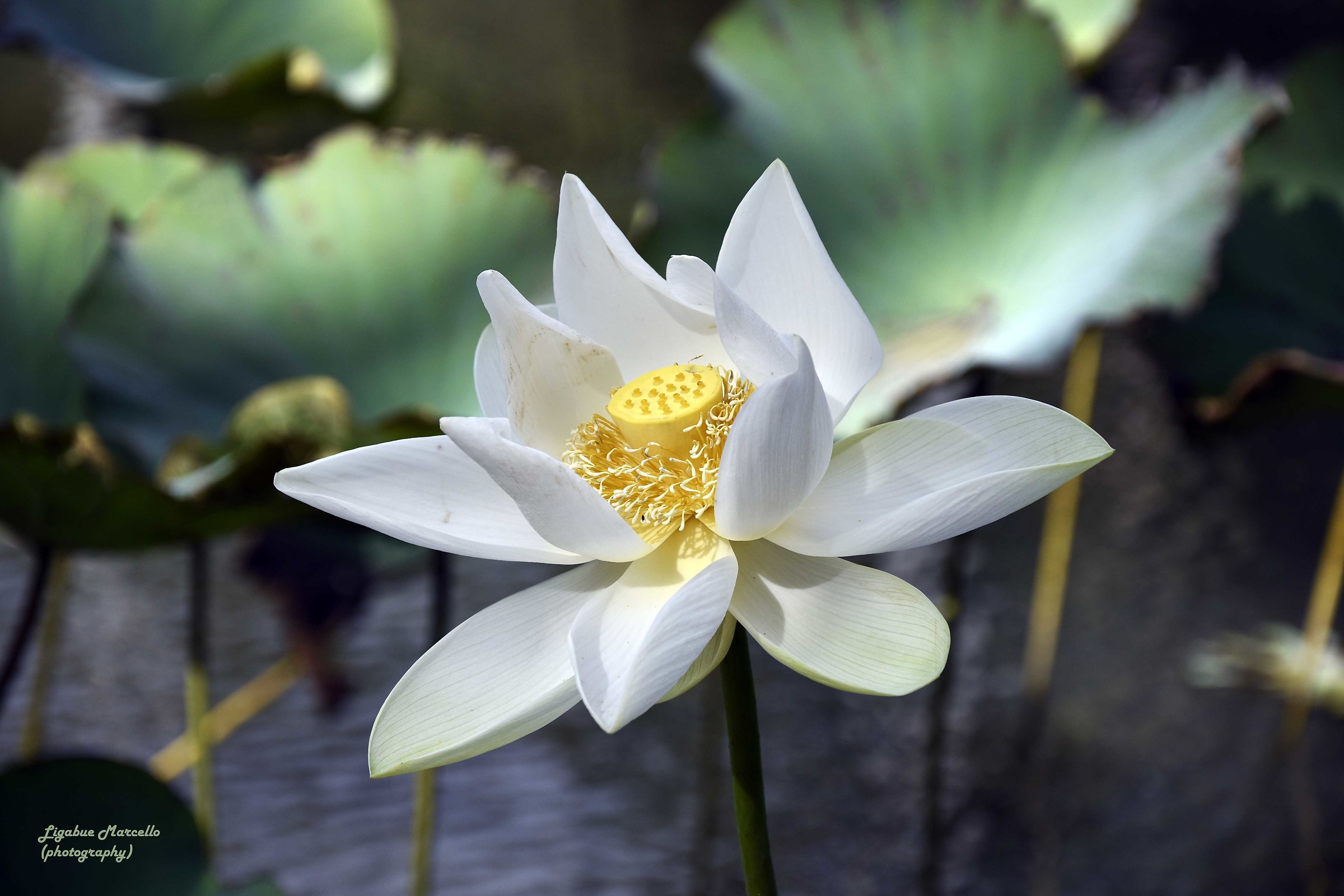 White Lotus