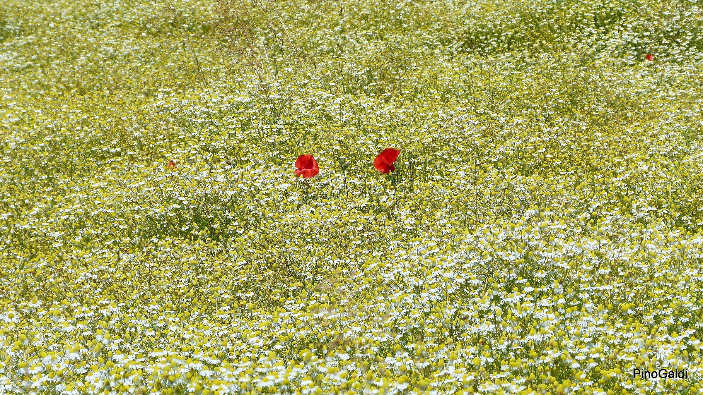 Zoom on poppies in a chaff