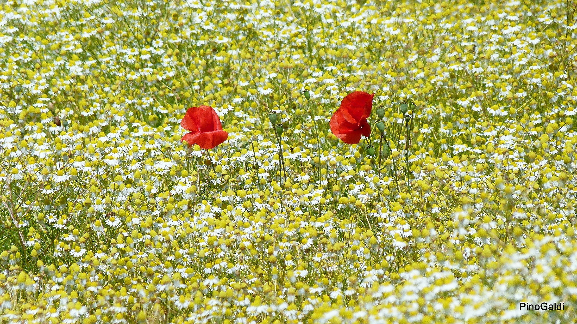 zoom su papaveri in un cmpo di camomilla